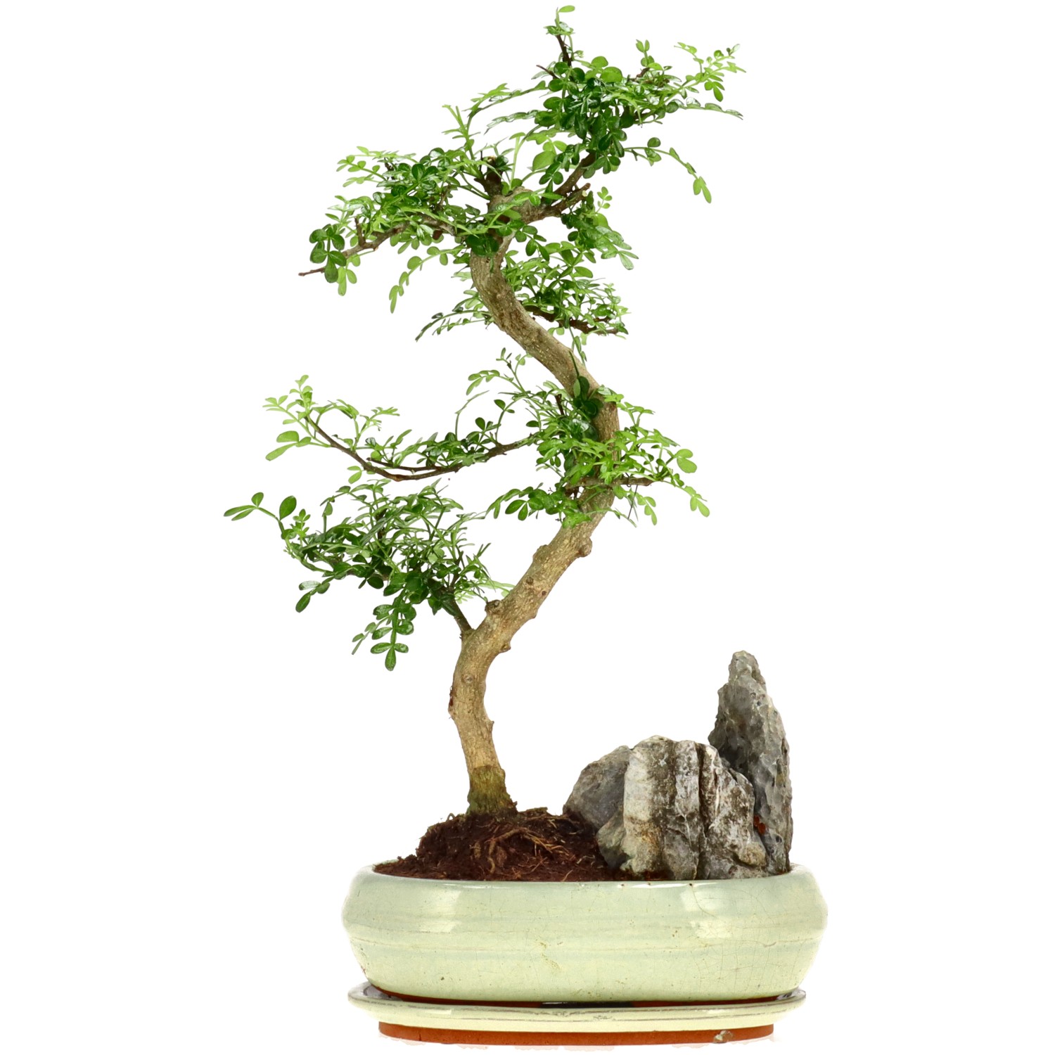 Japanse peperboom, ca. 12 j. (45 cm)