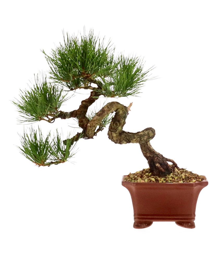 bonsai.fallbackImageTitle bonsai.fallbackImageTitle