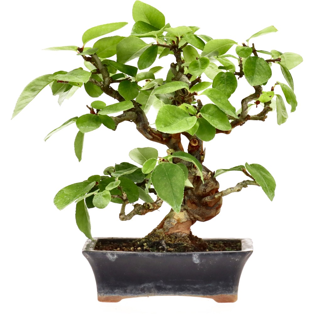 bonsai.fallbackImageTitle bonsai.fallbackImageTitle