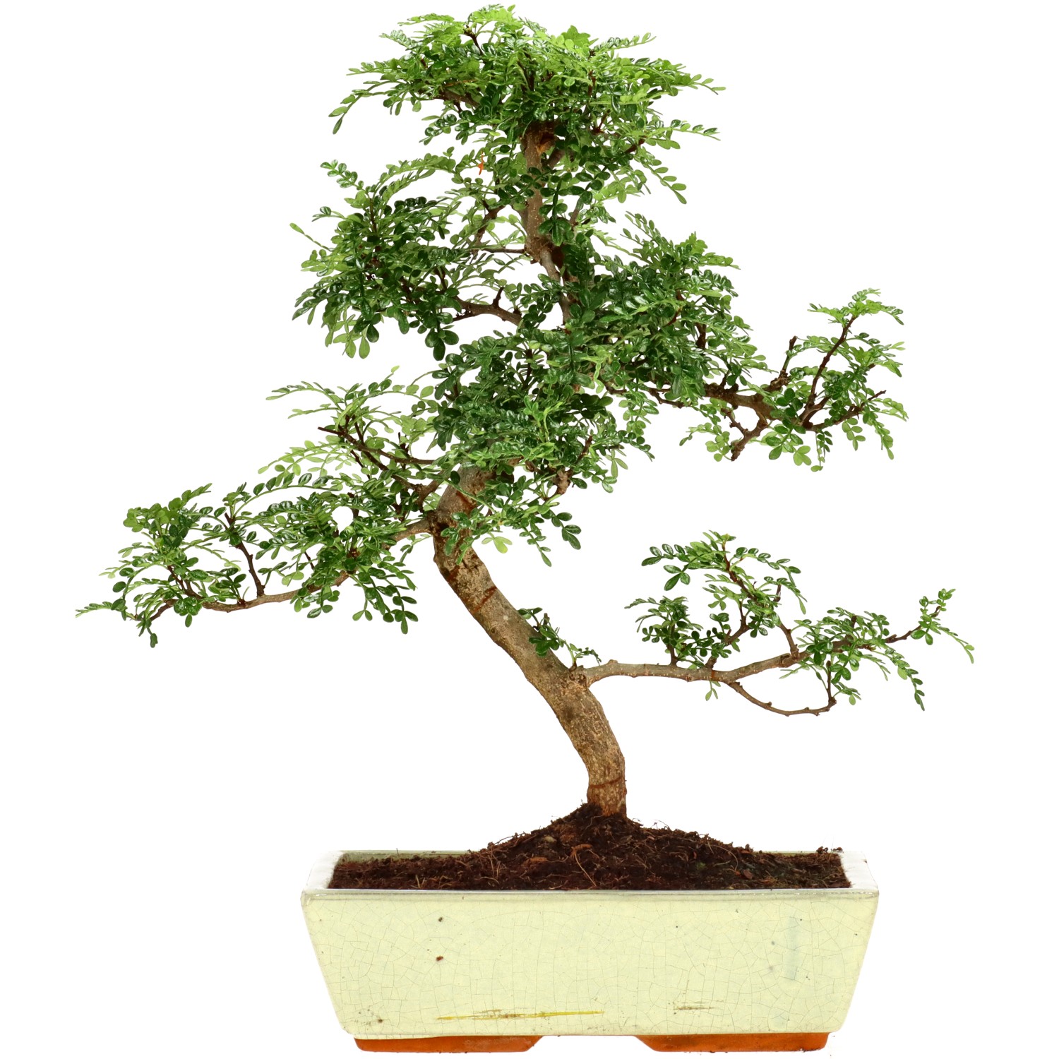 Pepe di Sichuan, ca. 15 anni (43 cm)