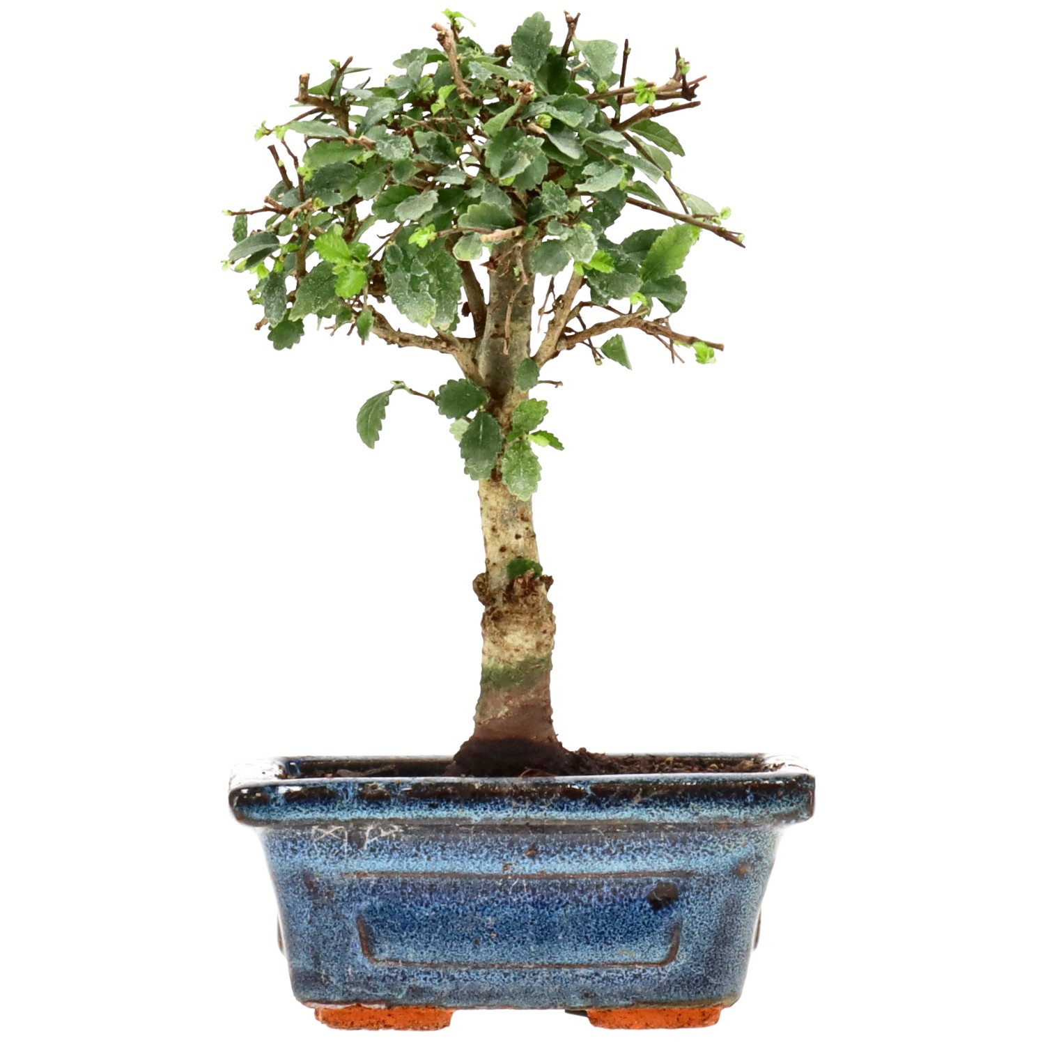 Chin. Ulme, ca. 6 J. (16 cm)