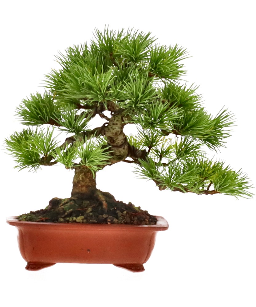 bonsai.fallbackImageTitle bonsai.fallbackImageTitle