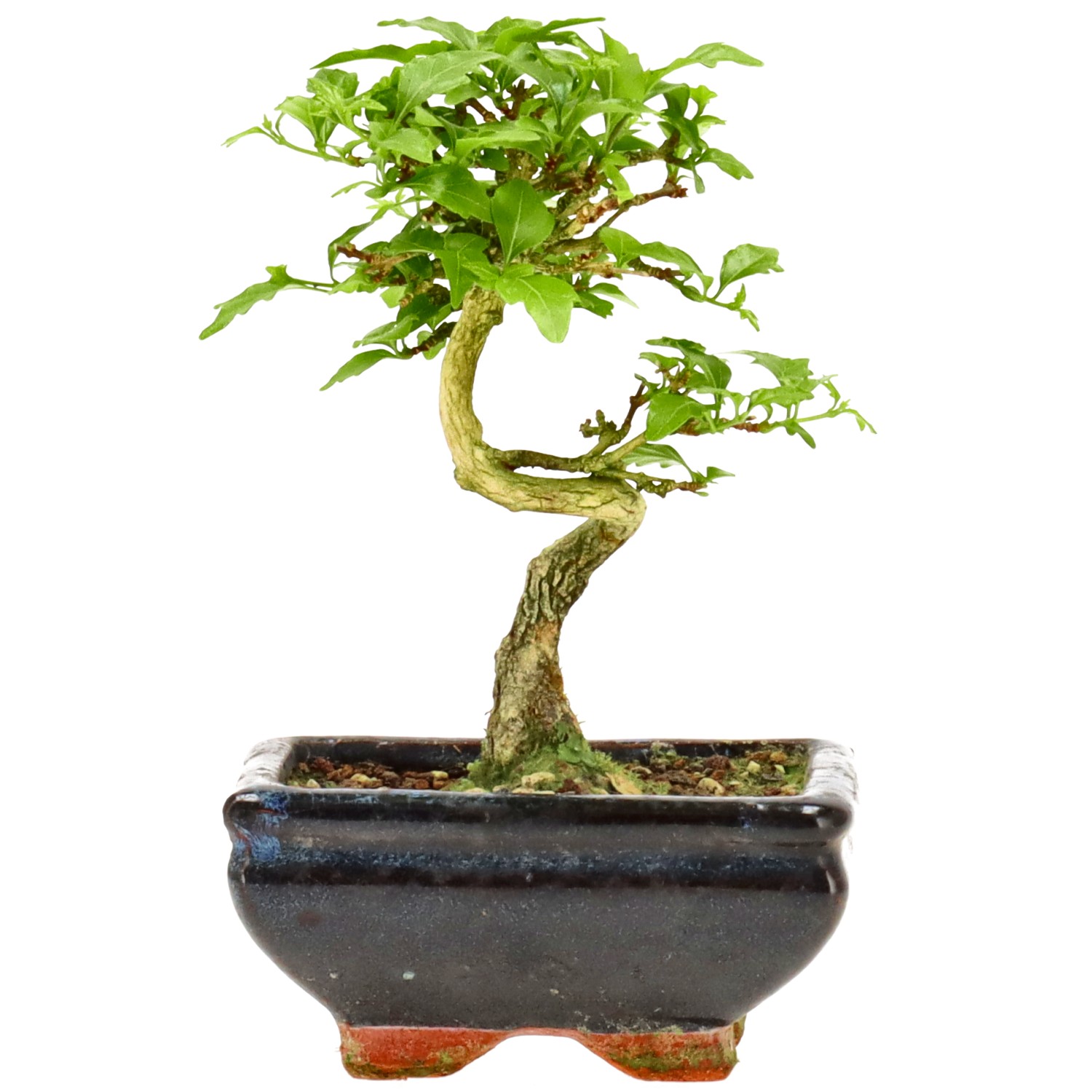 Premna japonica, env. 10 ans (14 cm)