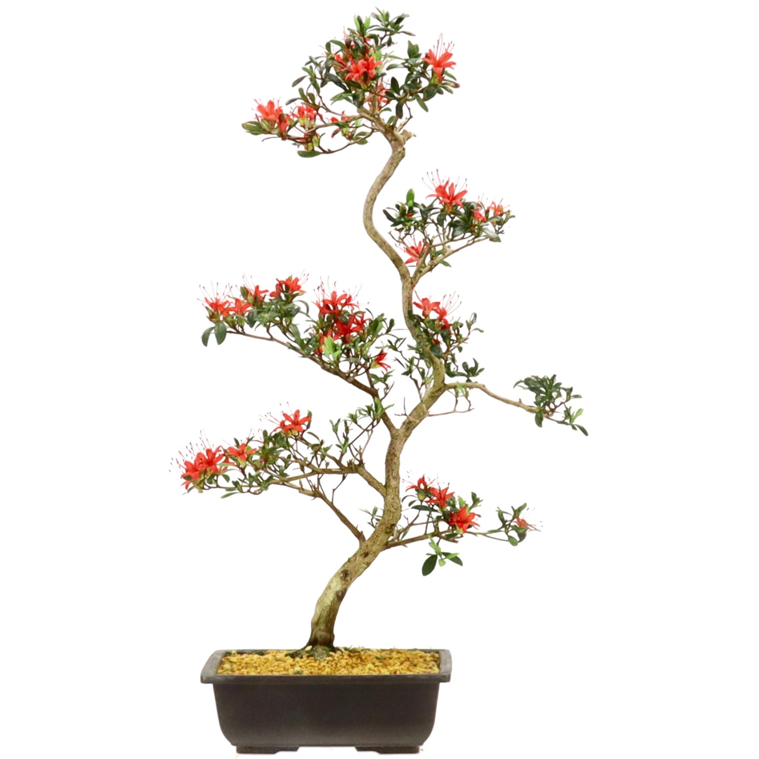 Azalea giapponese, ca. 12 anni (60 cm)