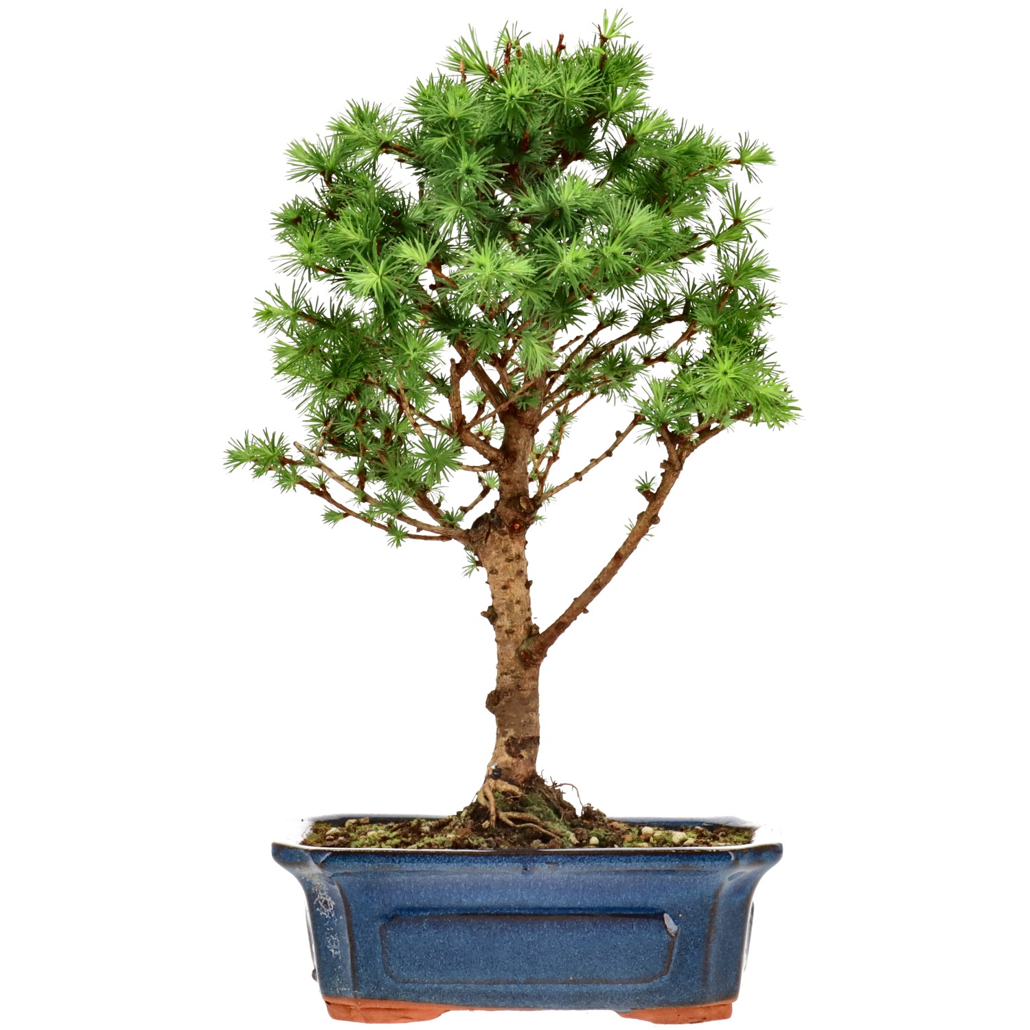 Jap. Lärche, ca. 10 J. (33 cm)