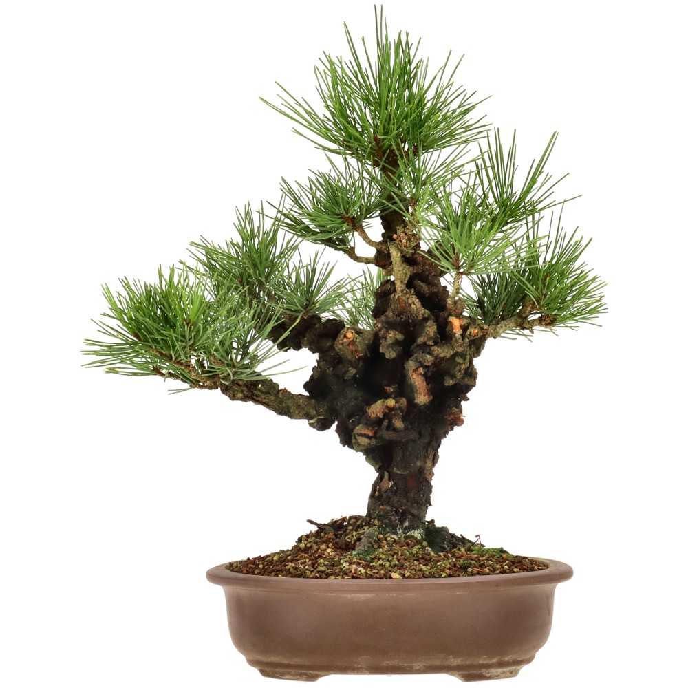 bonsai.fallbackImageTitle