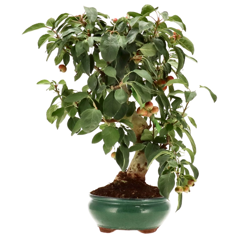 Zierapfel, ca. 17 J. (46 cm)