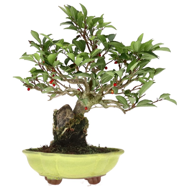 Jap. Winterbeere, ca. 18 J. (23 cm) Houx japonais, env. 18 ans (23 cm)