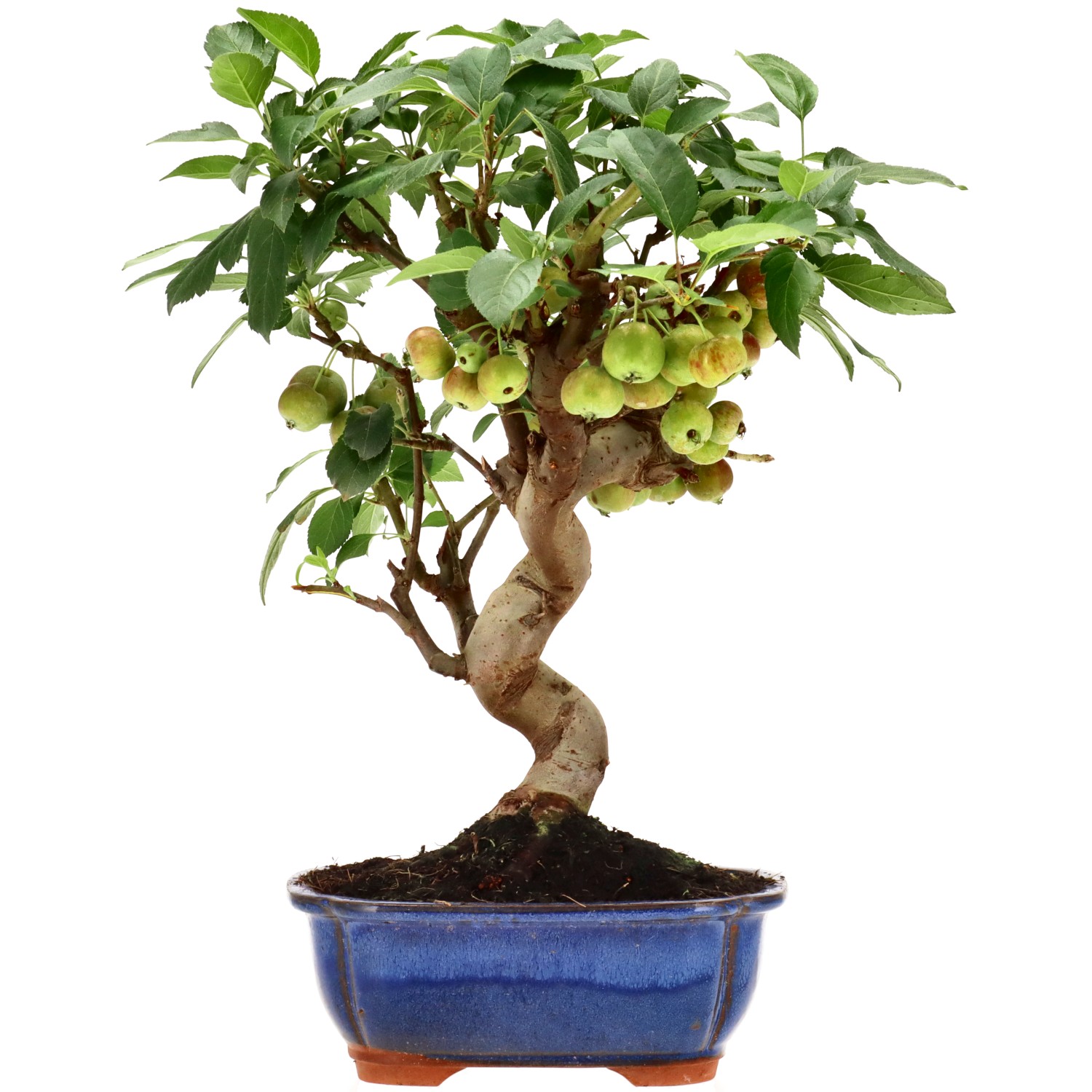 Manzano silvestre, aprox. 12 años (35 cm)