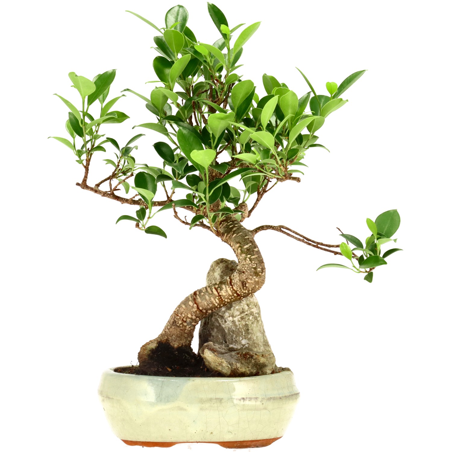 Chin. Feigenbaum (Retusa), ca. 9 J. (26 cm)