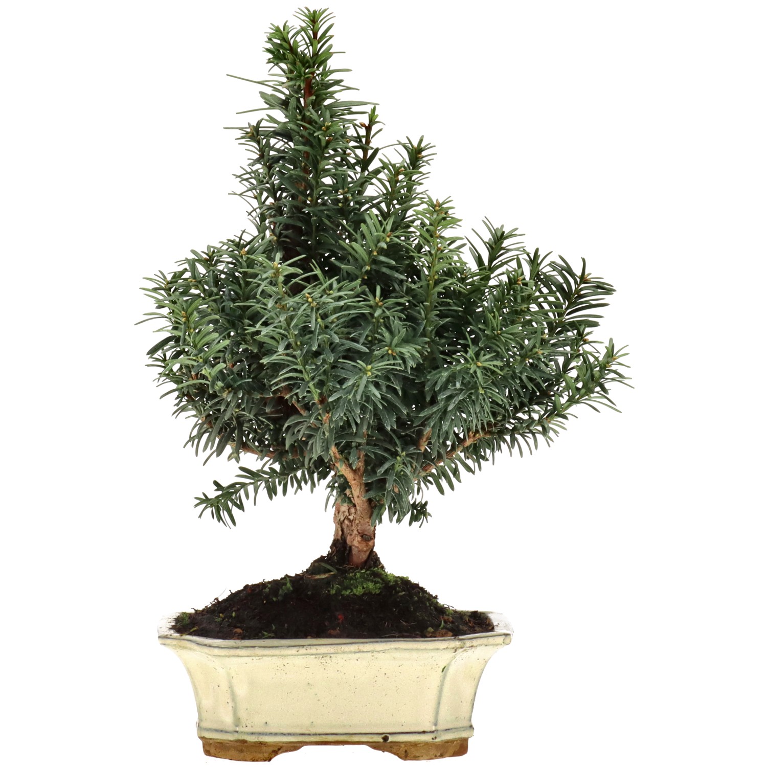 Bechereibe, ca. 10 J. (32 cm)