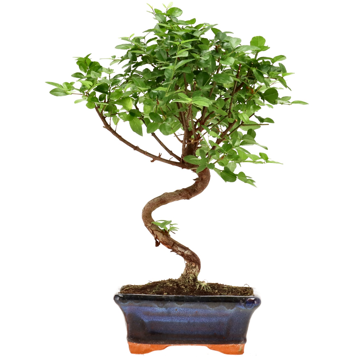Sageretia, ca. 9 j. (30 cm)