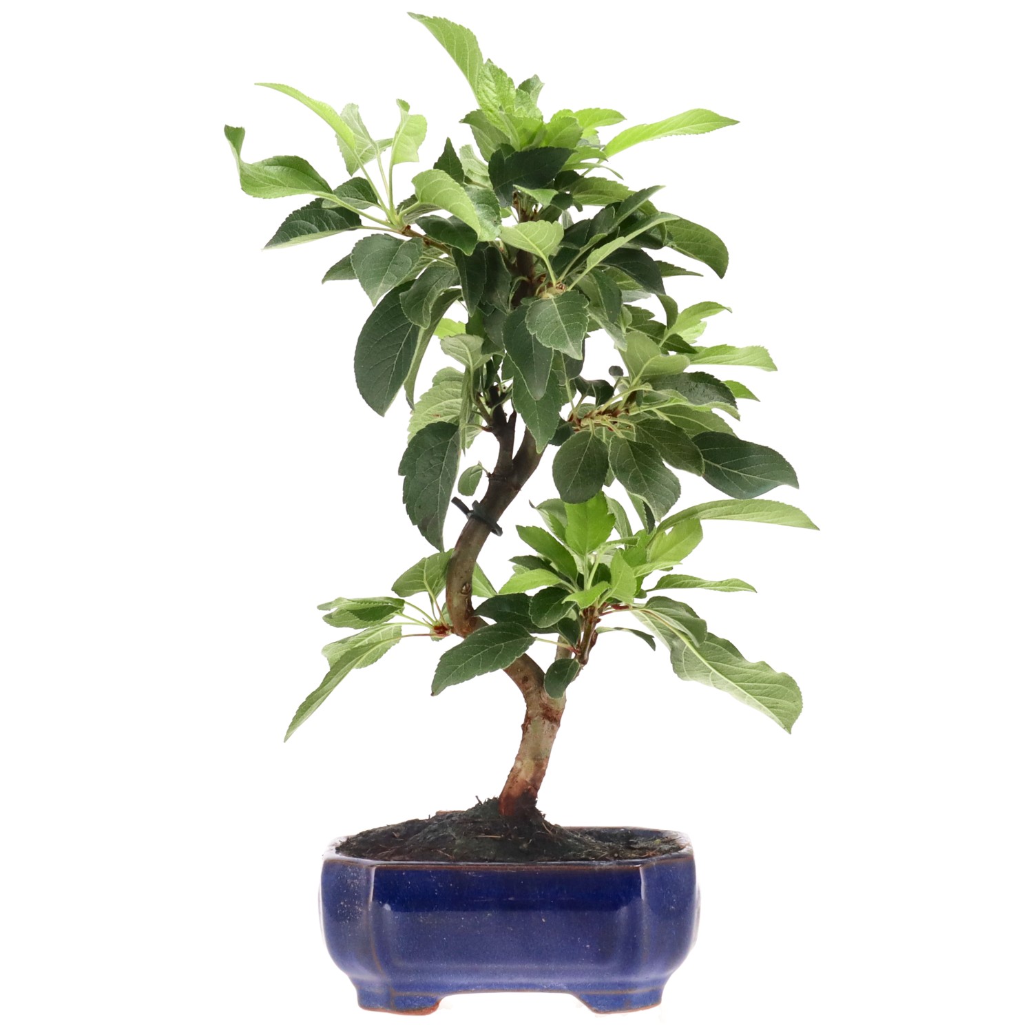 Zierapfel, ca. 8 J. (28 cm)