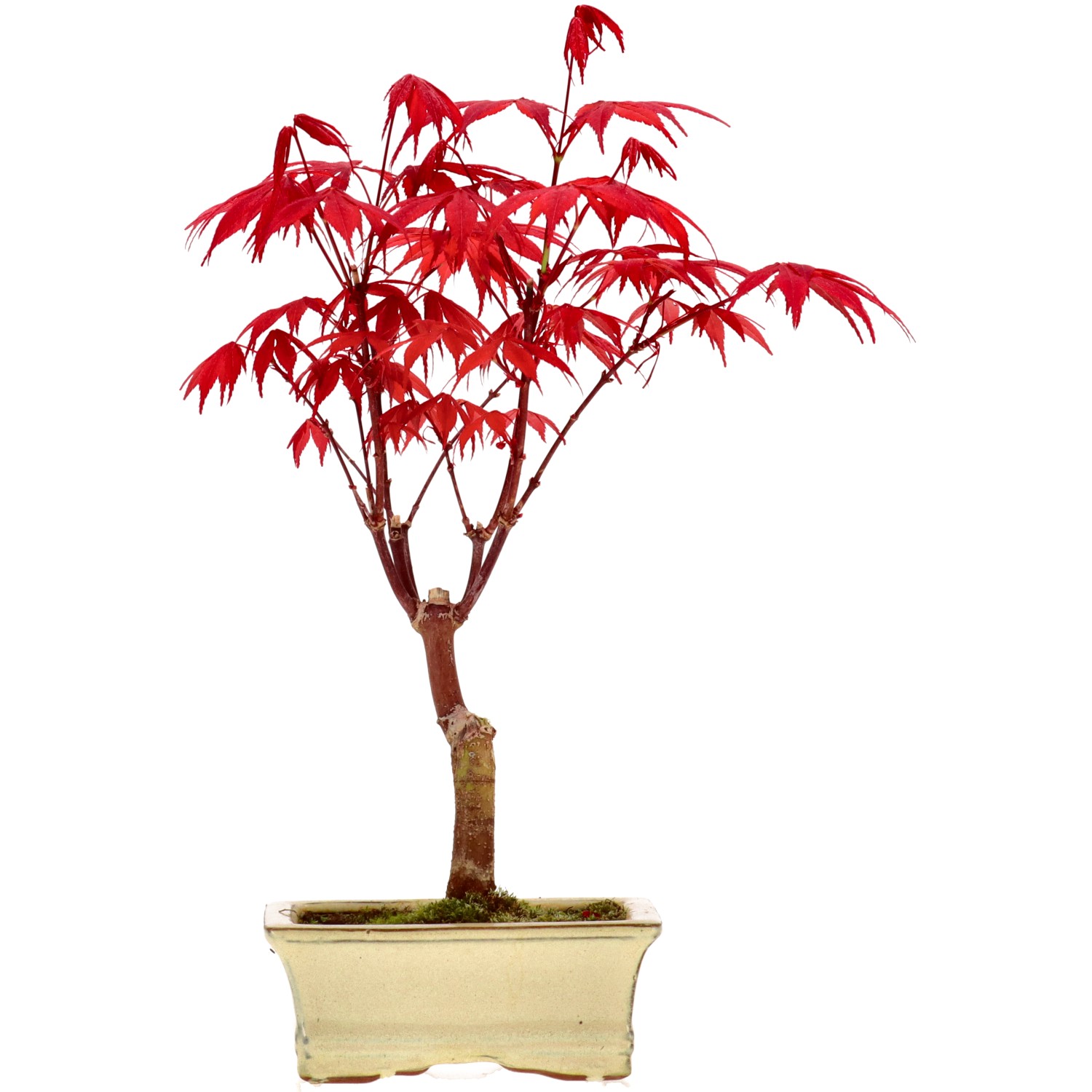 Jap. Fächerahorn (Atropurpureum), veredelt, ca. 7 J. (32 cm)