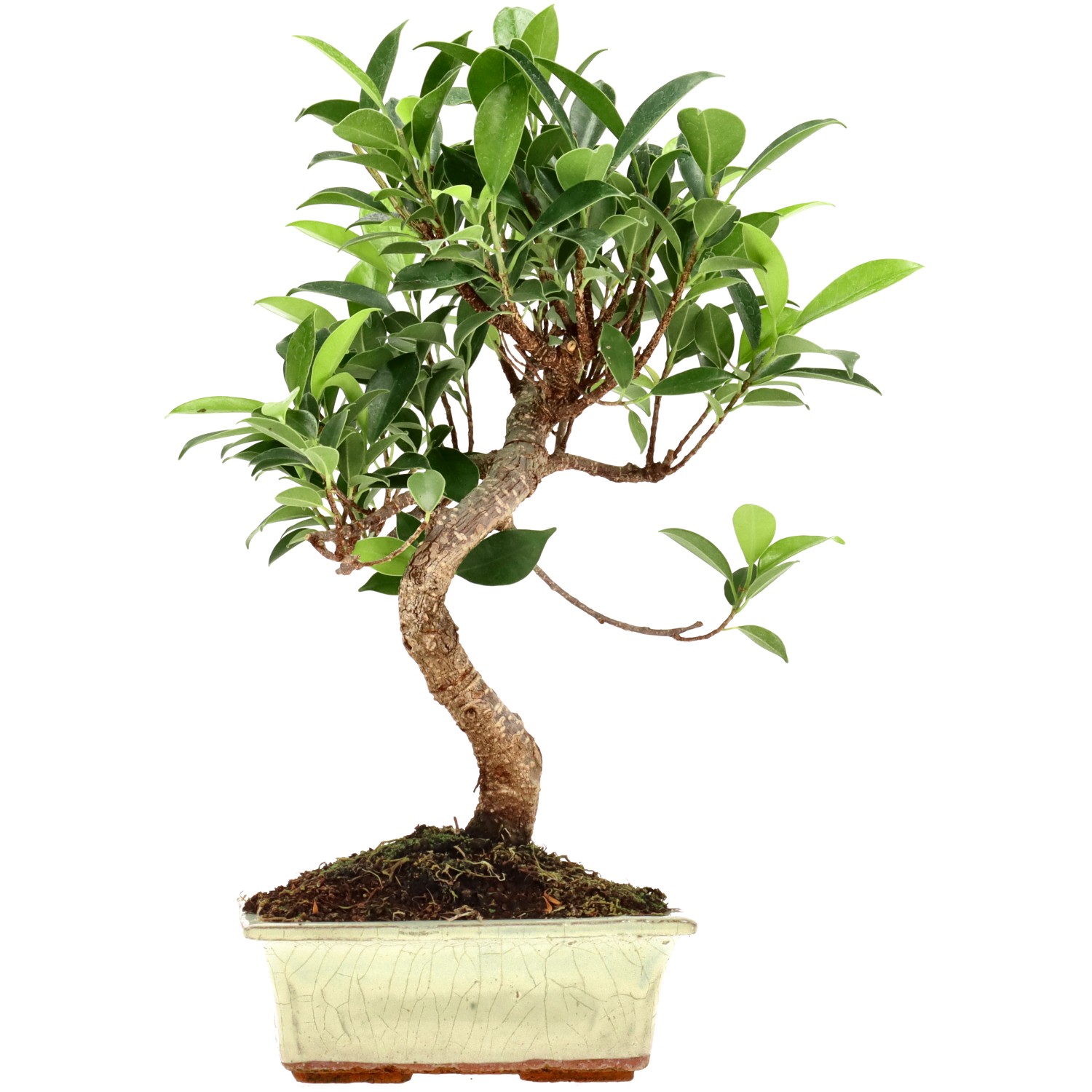 Ficus Retusa, ca. 7 anni (28 cm)