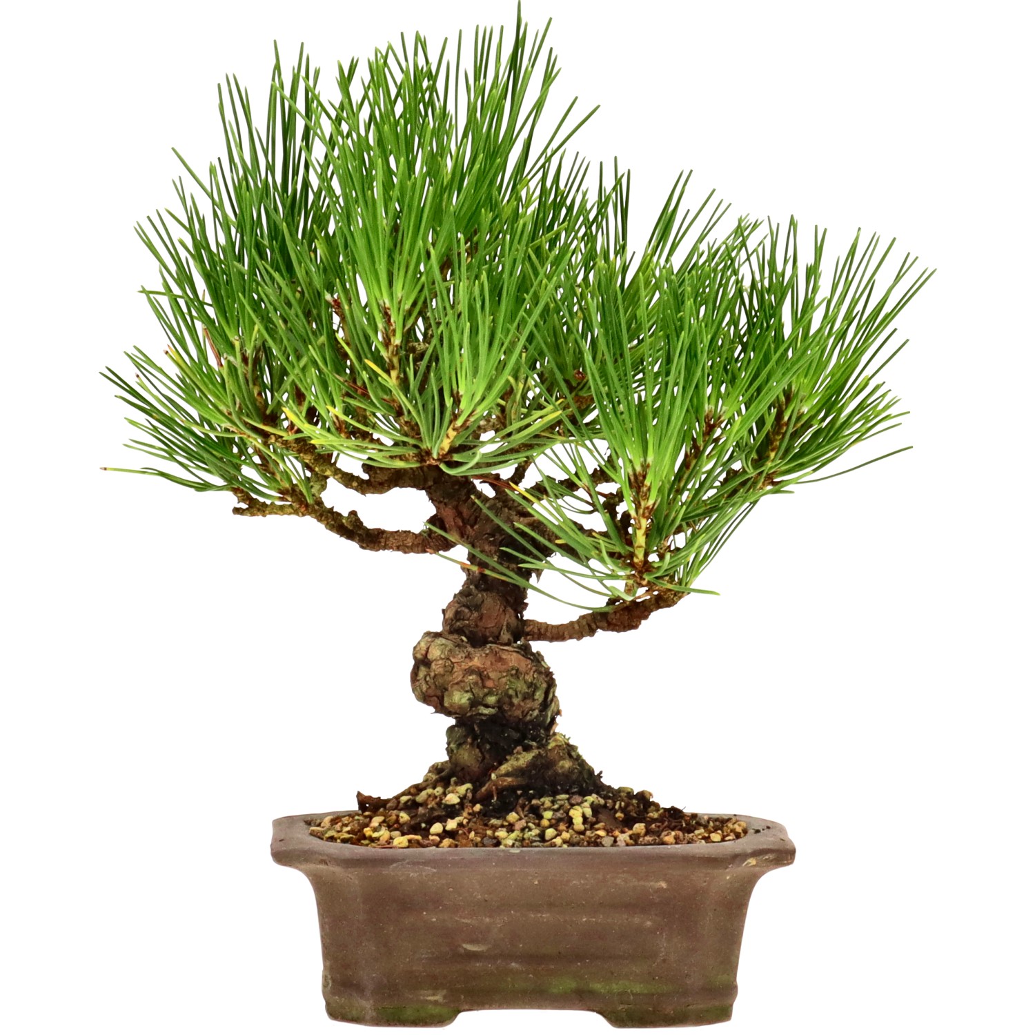 Japanese black pine, approx. 10 y. (16 cm)