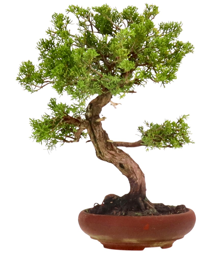 bonsai.fallbackImageTitle bonsai.fallbackImageTitle
