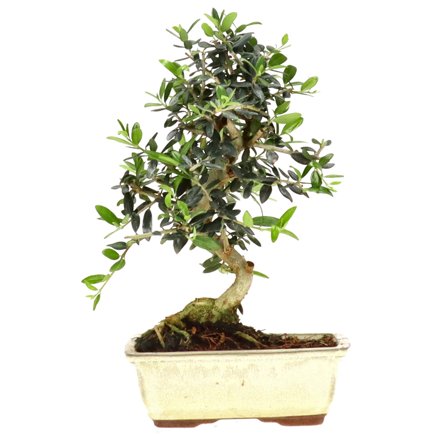 Wildolive, ca. 7 J. (23 cm)