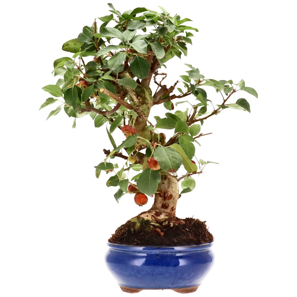 Zierapfel, ca. 17 J. (42 cm)