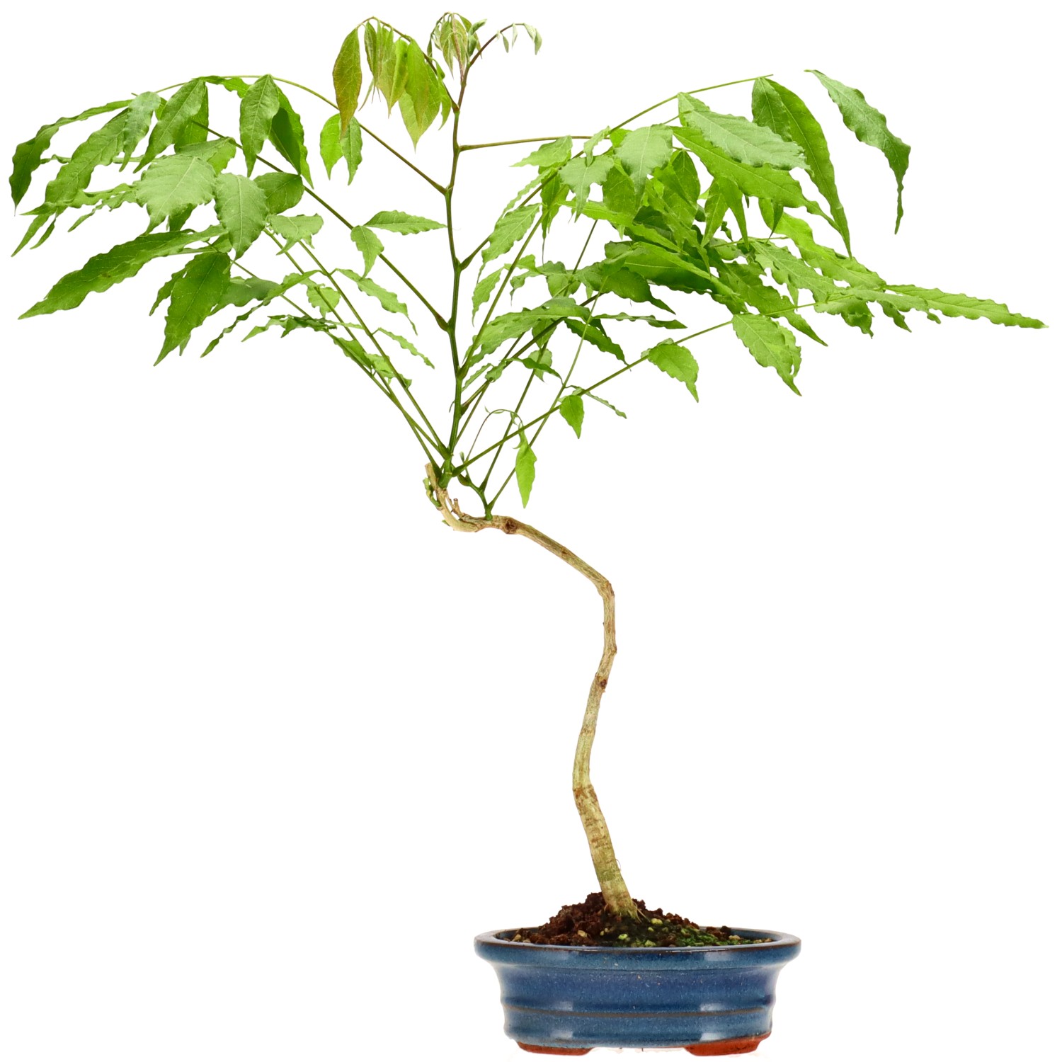 Blauregen, ca. 5 J. (43 cm)