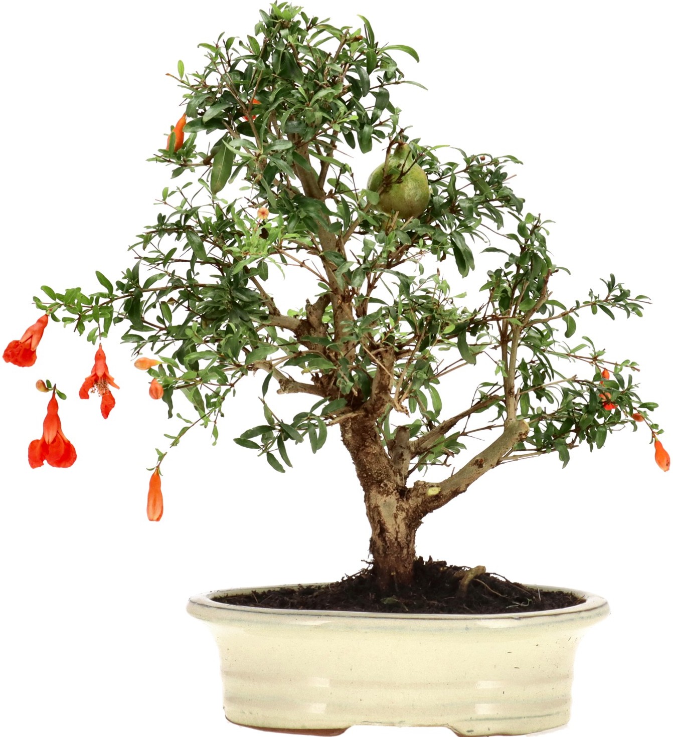 [B036] Granatapfel, ca. 12 Jahre