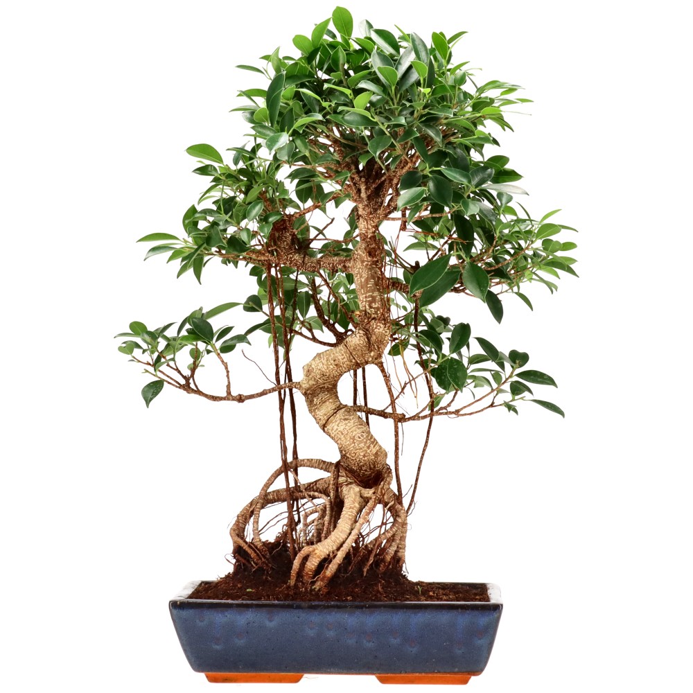 Ficus Retusa, aprox. 18 años (58 cm)