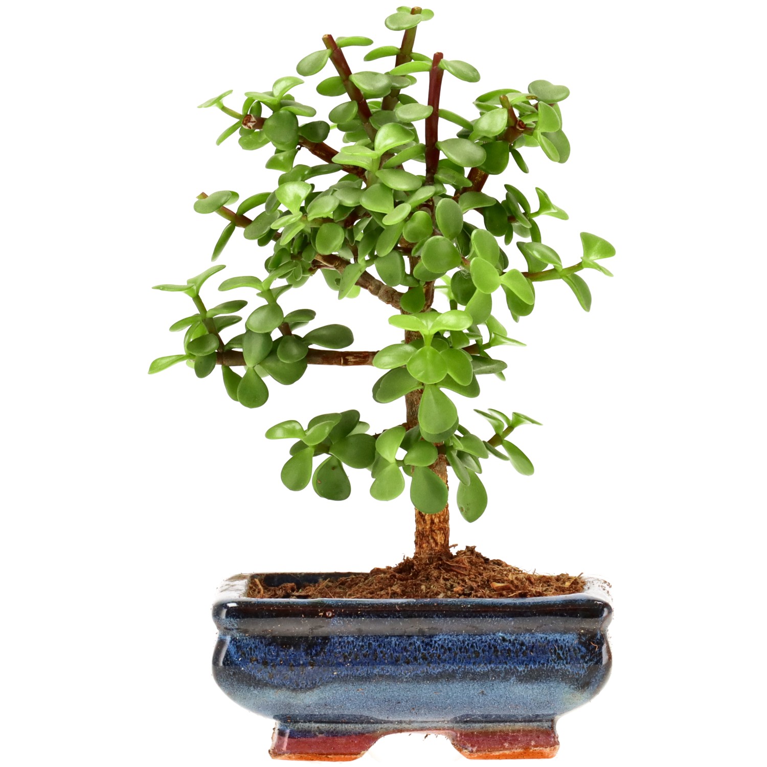 Árbol de la abundancia, aprox. 7 años (20 cm)