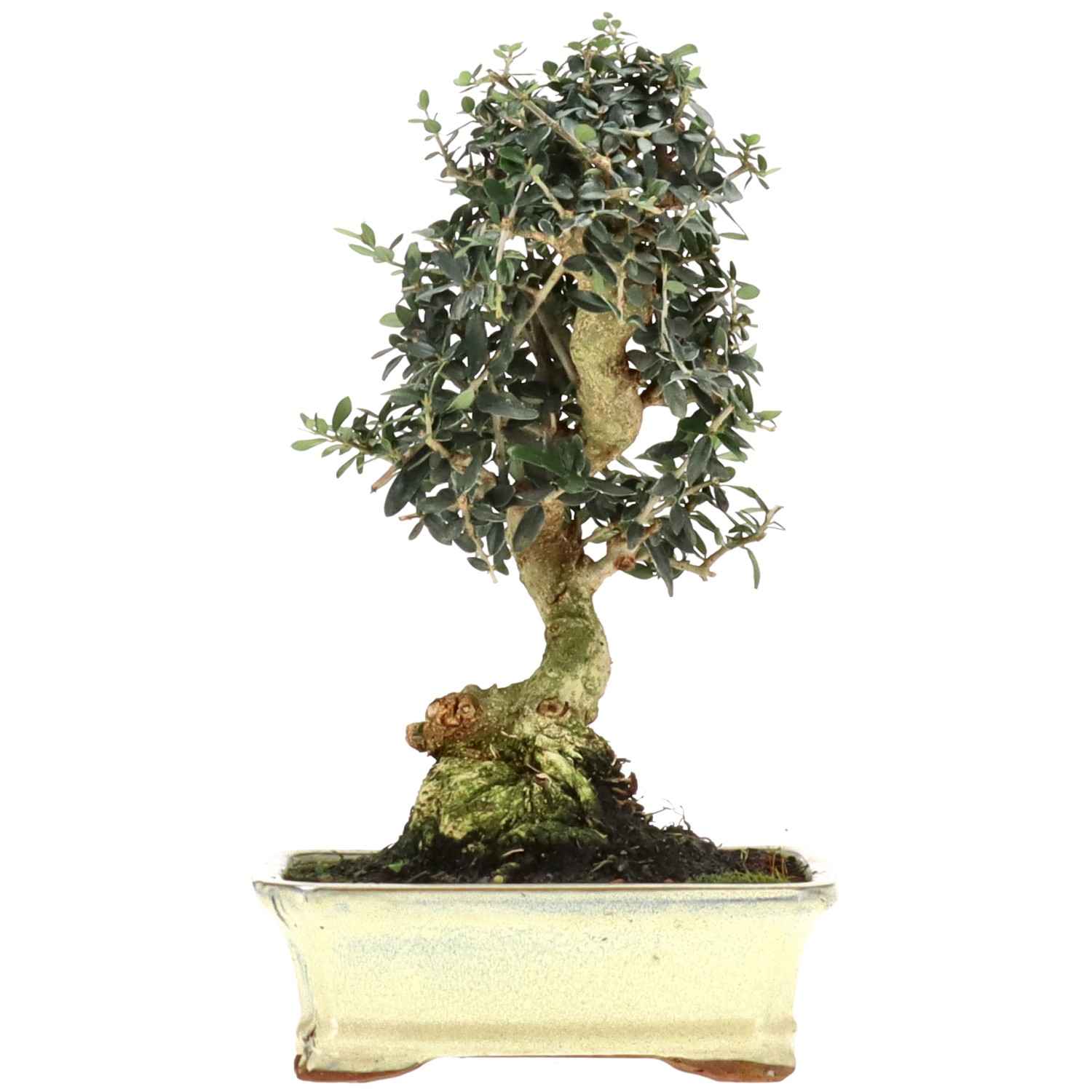 Wildolive, ca. 14 J. (31 cm)