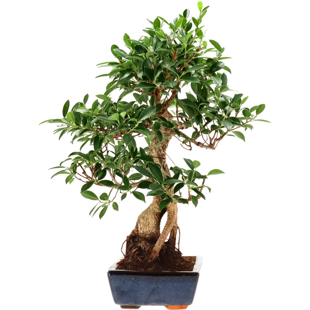 Chin. Feigenbaum (Retusa), ca. 18 J. (60 cm)