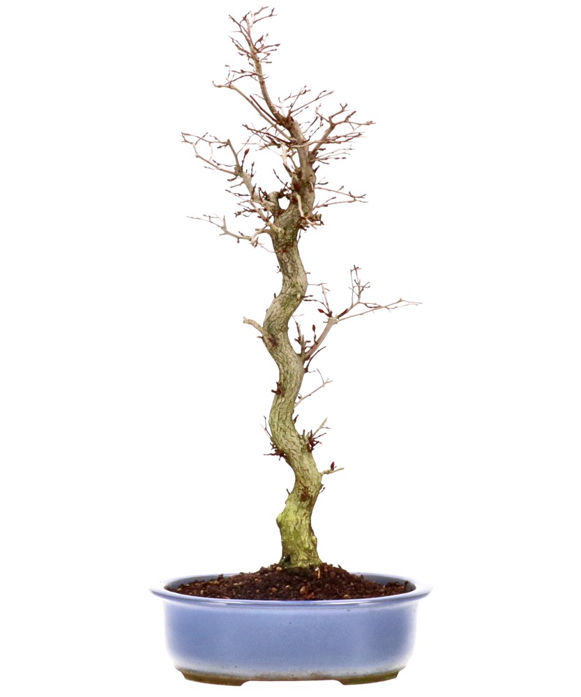 Carpino coreano, ca. 16 anni (55 cm)