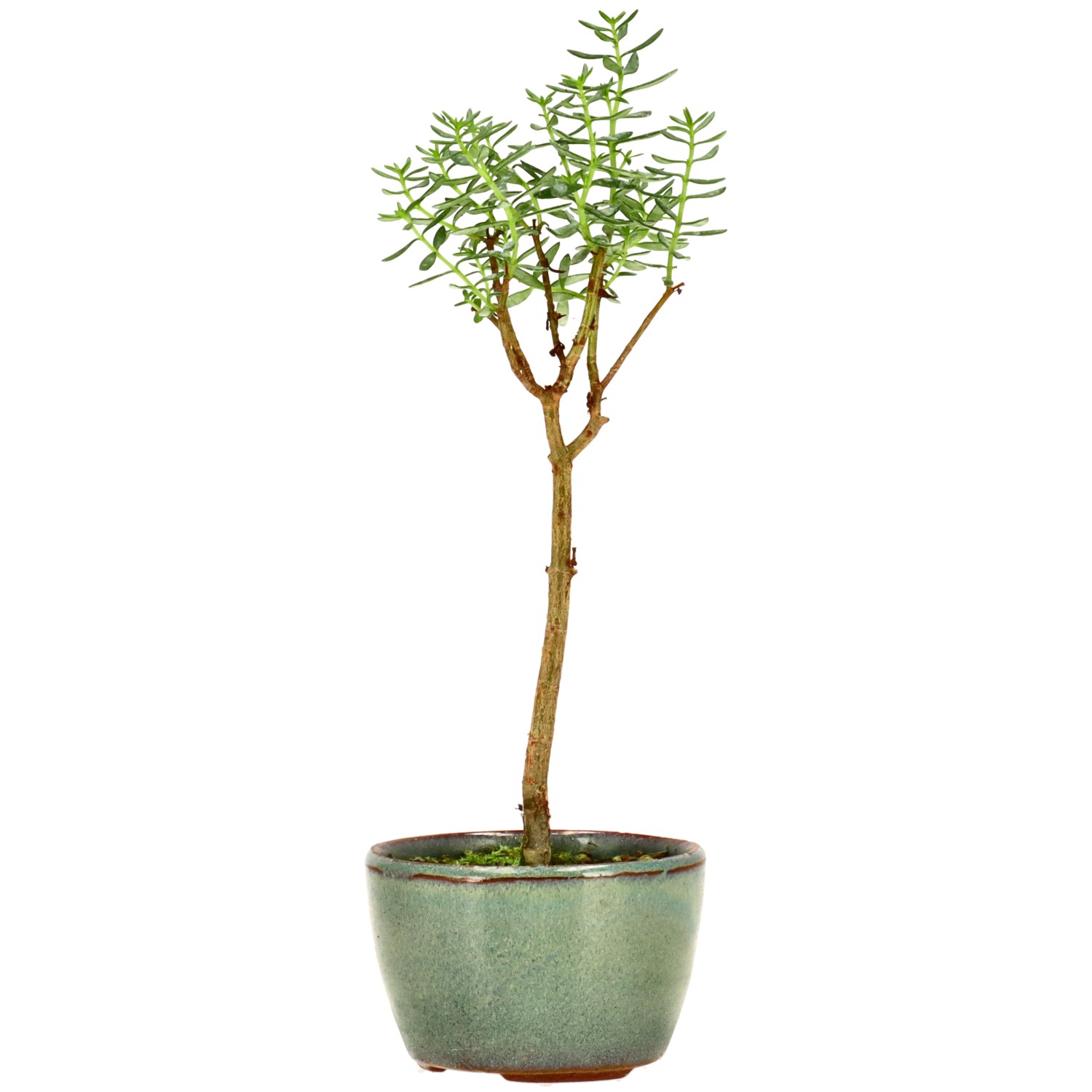 Albero di giada, ca. 2 anni (19 cm)