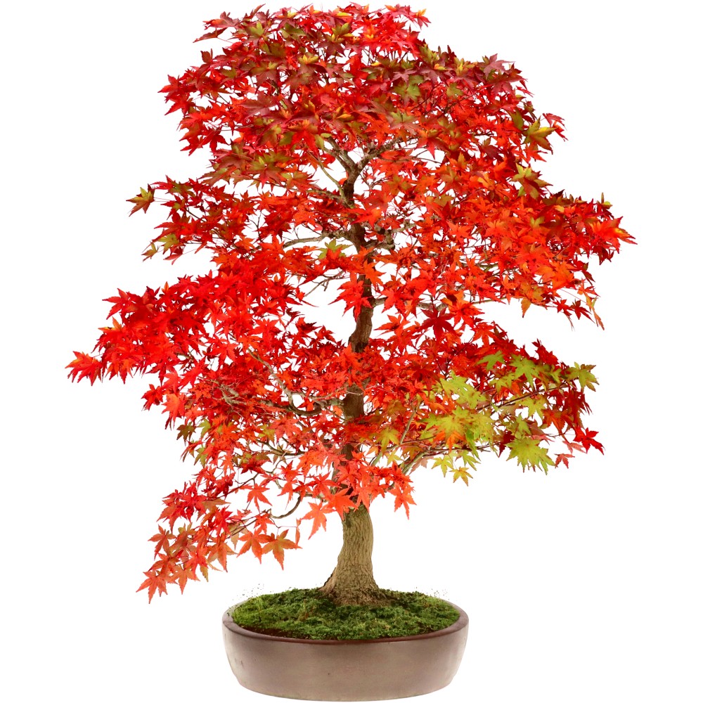 bonsai.fallbackImageTitle bonsai.fallbackImageTitle