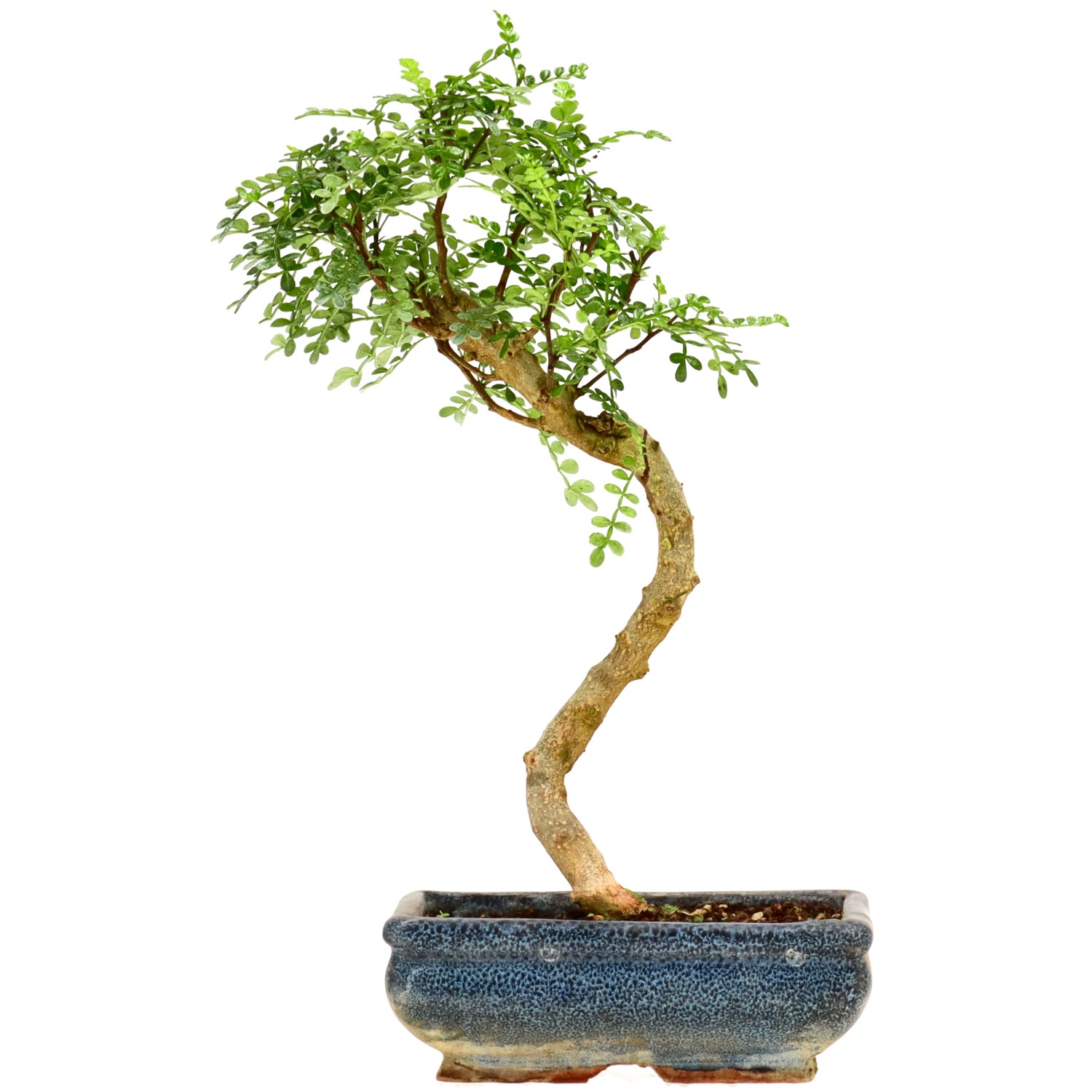 Pepe di Sichuan, ca. 9 anni (31 cm)