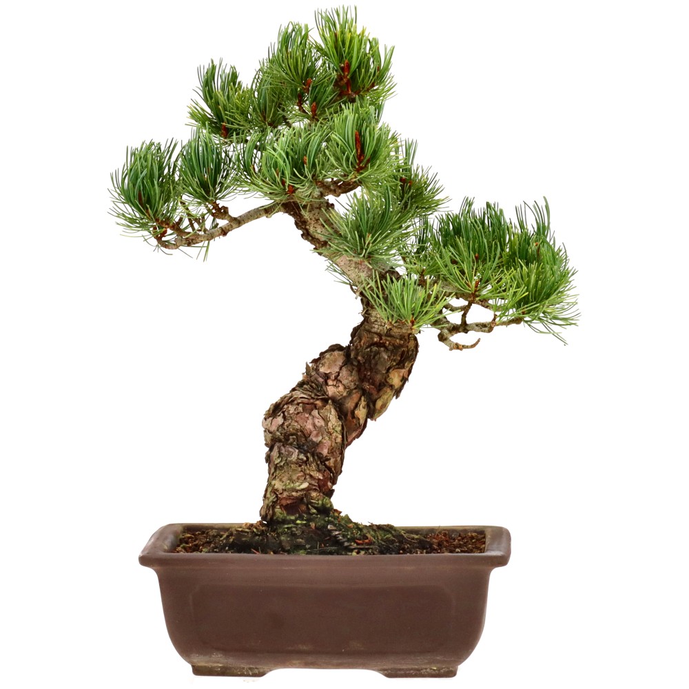 Japanese white pine, approx. 20 y. (32 cm)