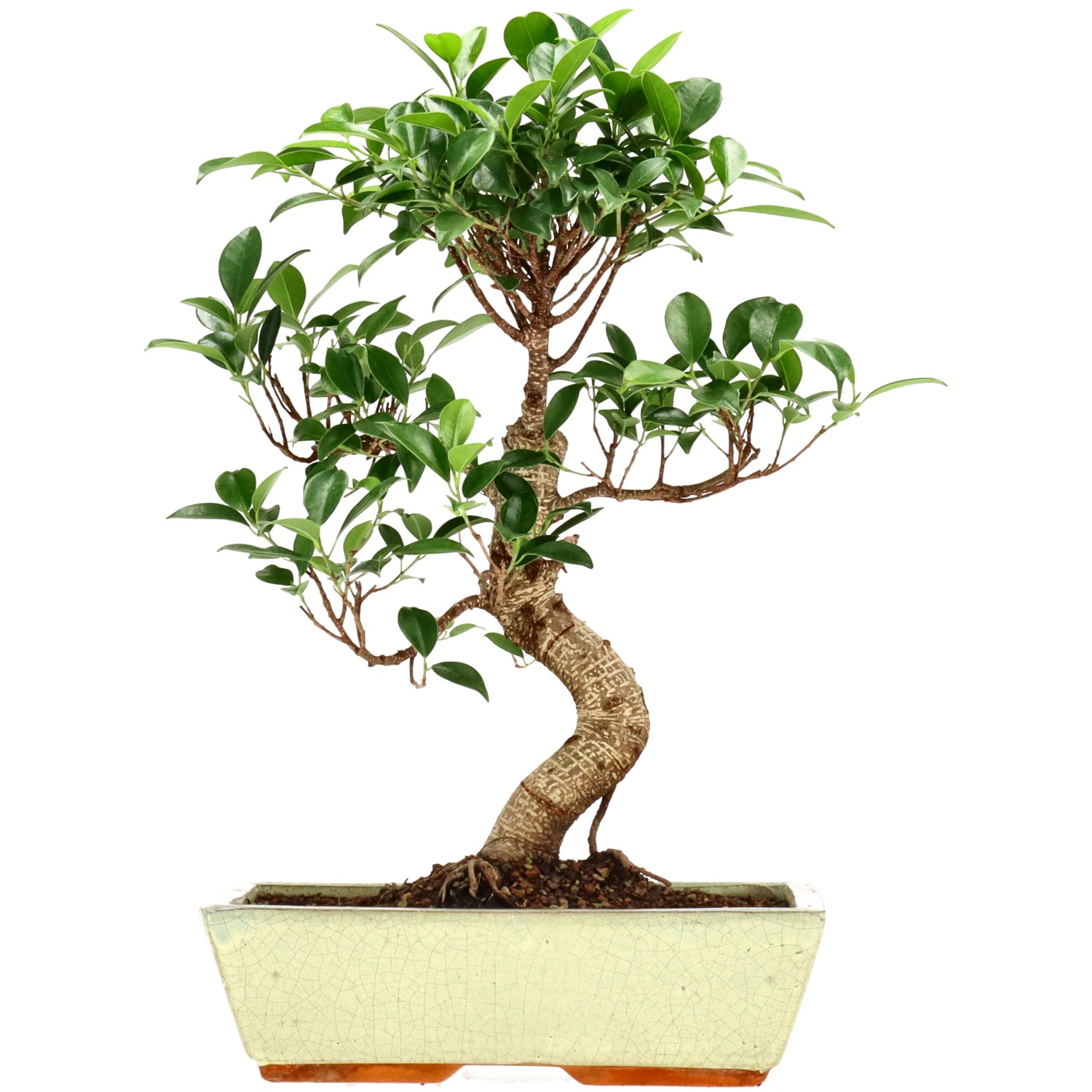 Chin. Feigenbaum (Retusa), ca. 12 J. (38 cm)