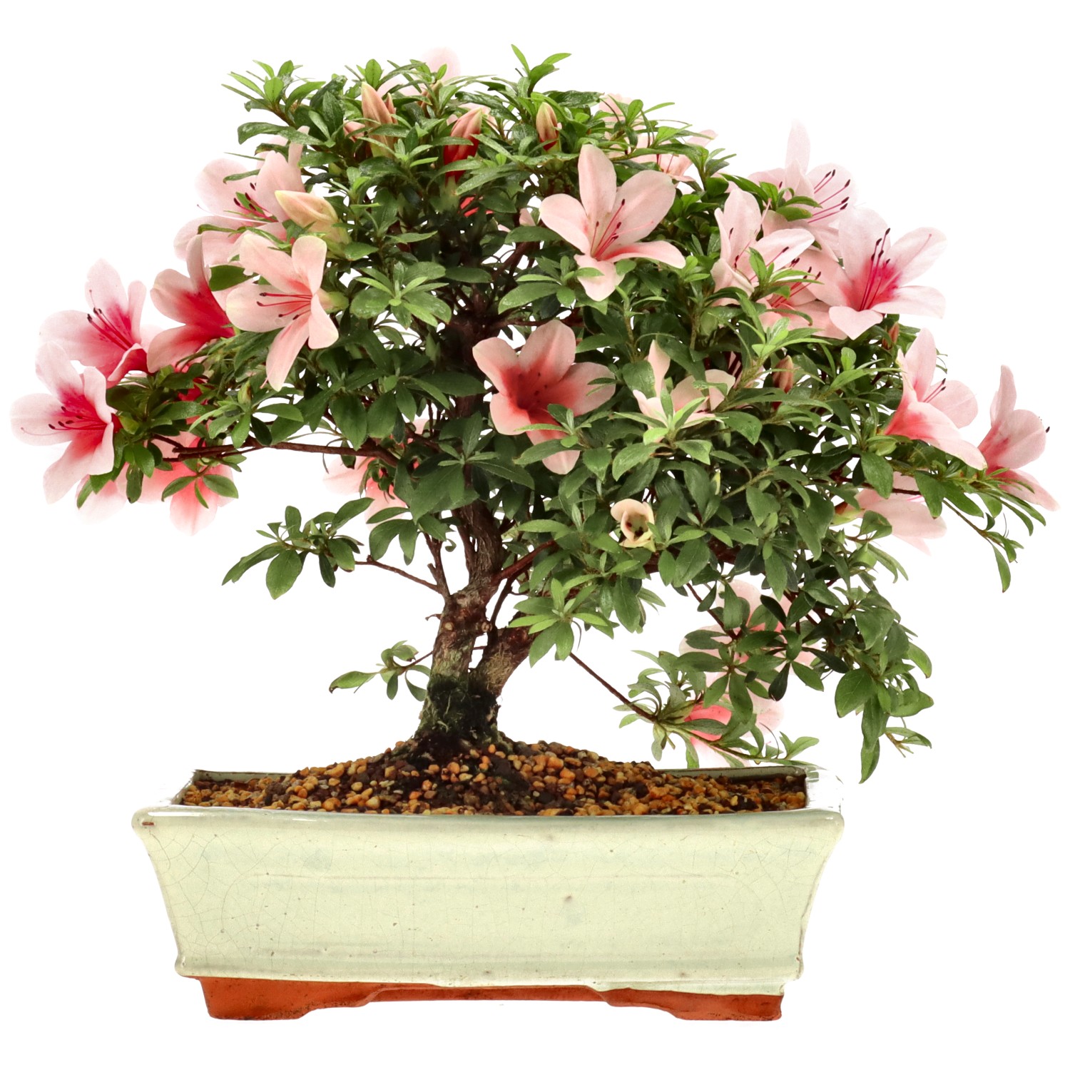 Azalea japónica, aprox. 12 años (25 cm)
