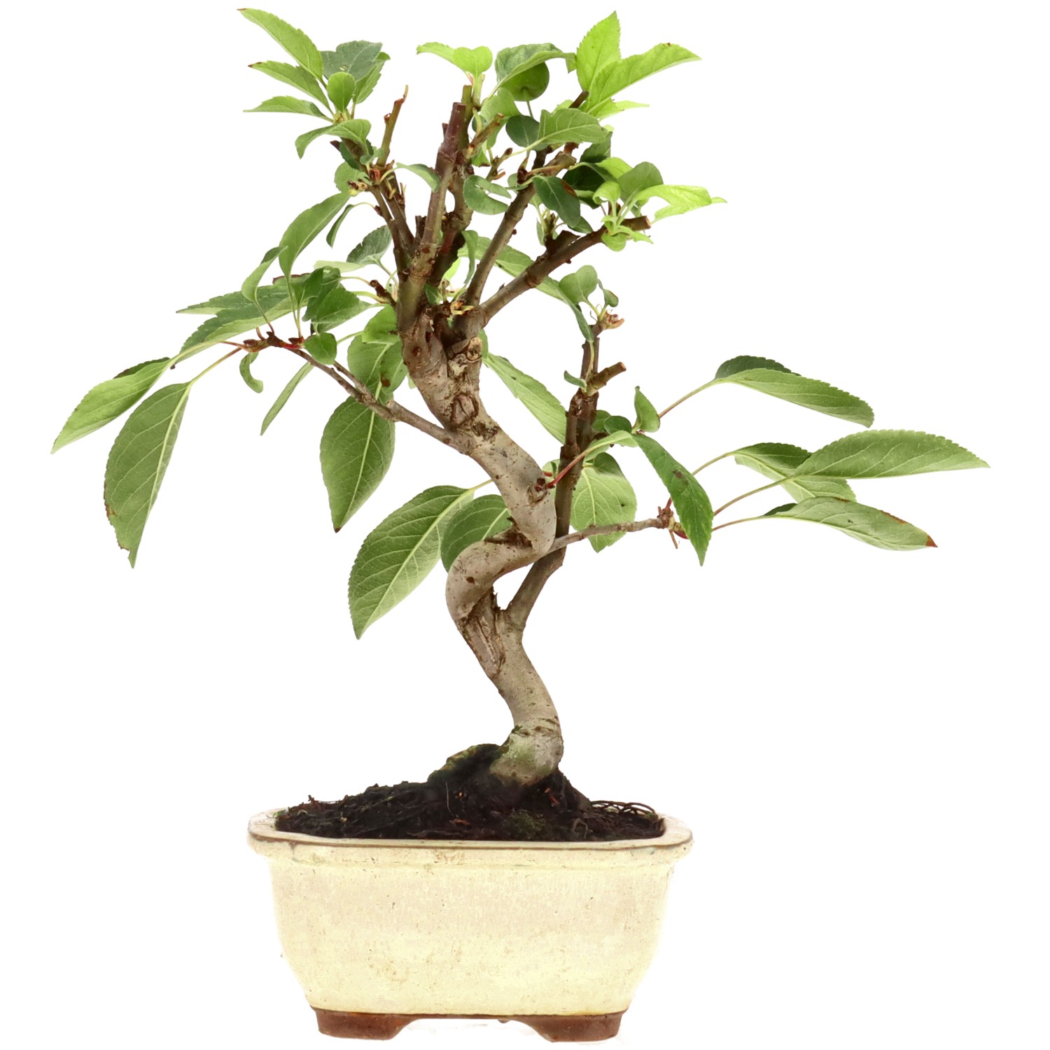 bonsai.fallbackImageTitle bonsai.fallbackImageTitle