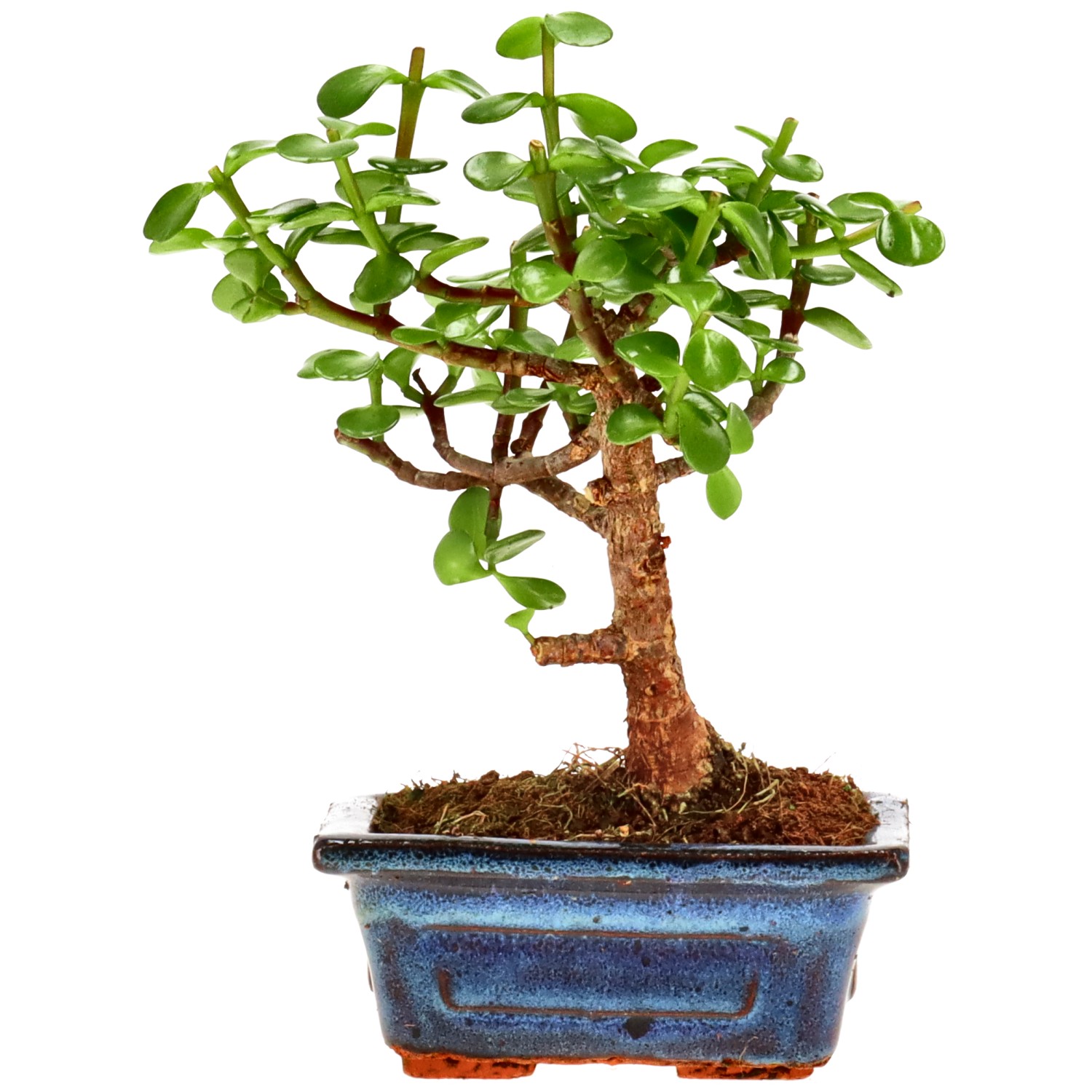 Elephant bush, approx. 5 y. (18 cm)