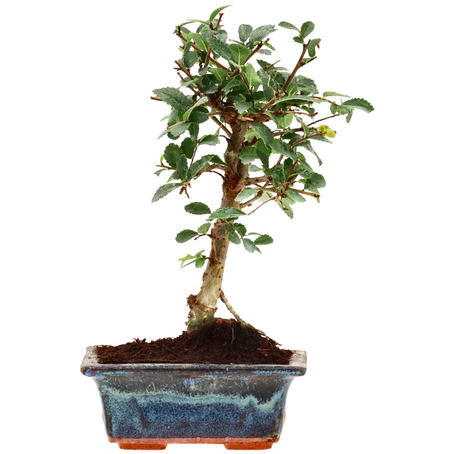 Chinese elm, approx. 6 y. (19 cm)