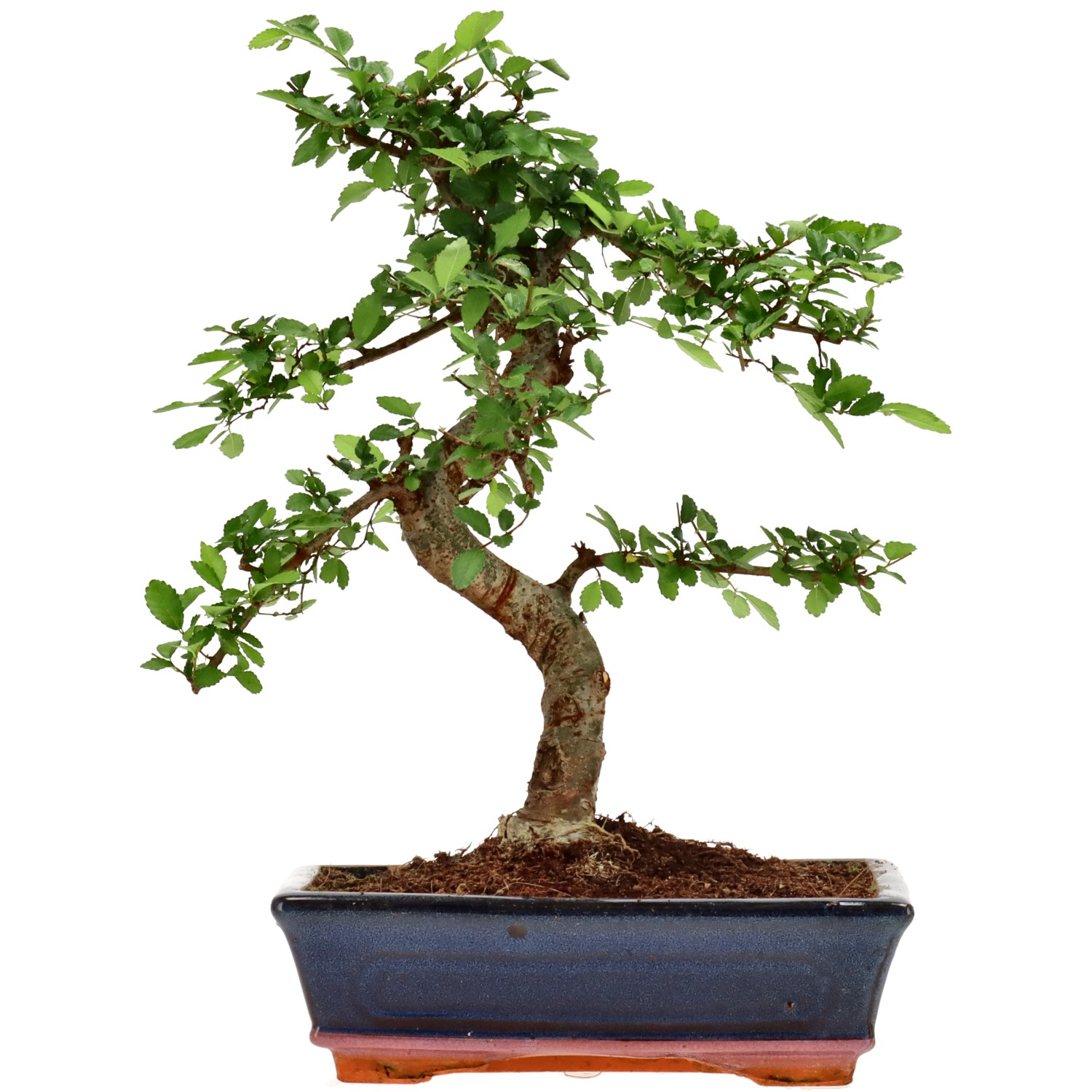 Chin. Ulme, ca. 12 J. (35 cm)