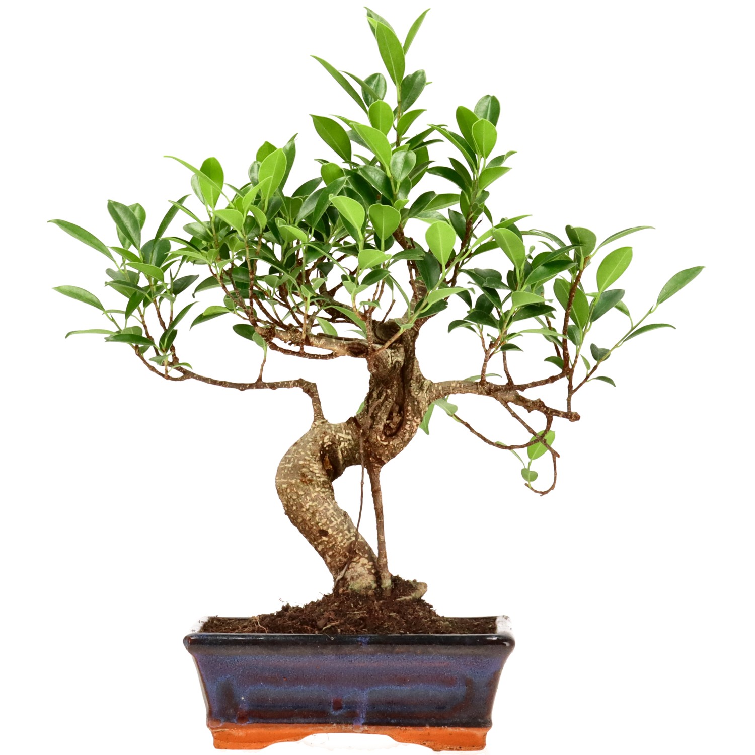 Chin. Feigenbaum (Retusa), ca. 9 J. (35 cm)