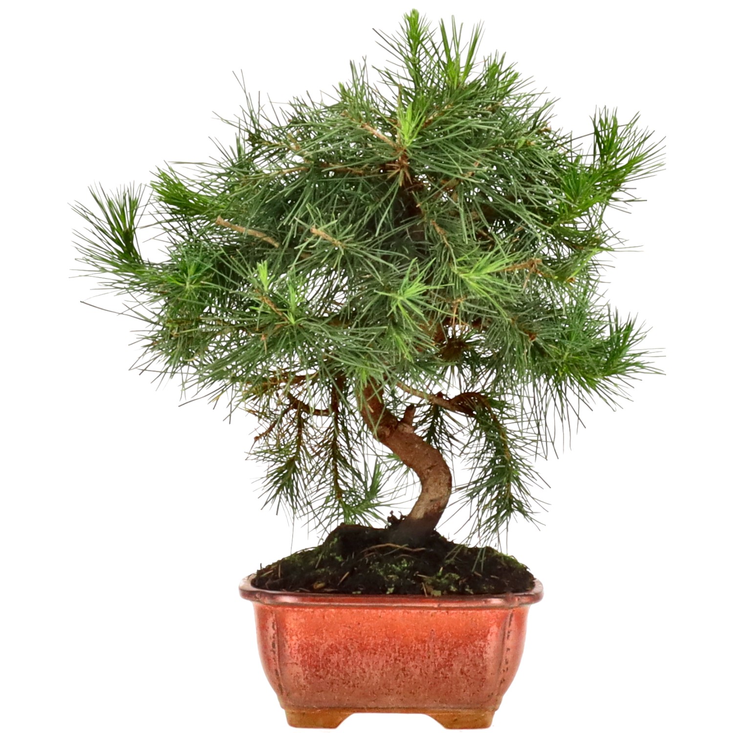 Pin d'Alep, env. 8 ans (28 cm)