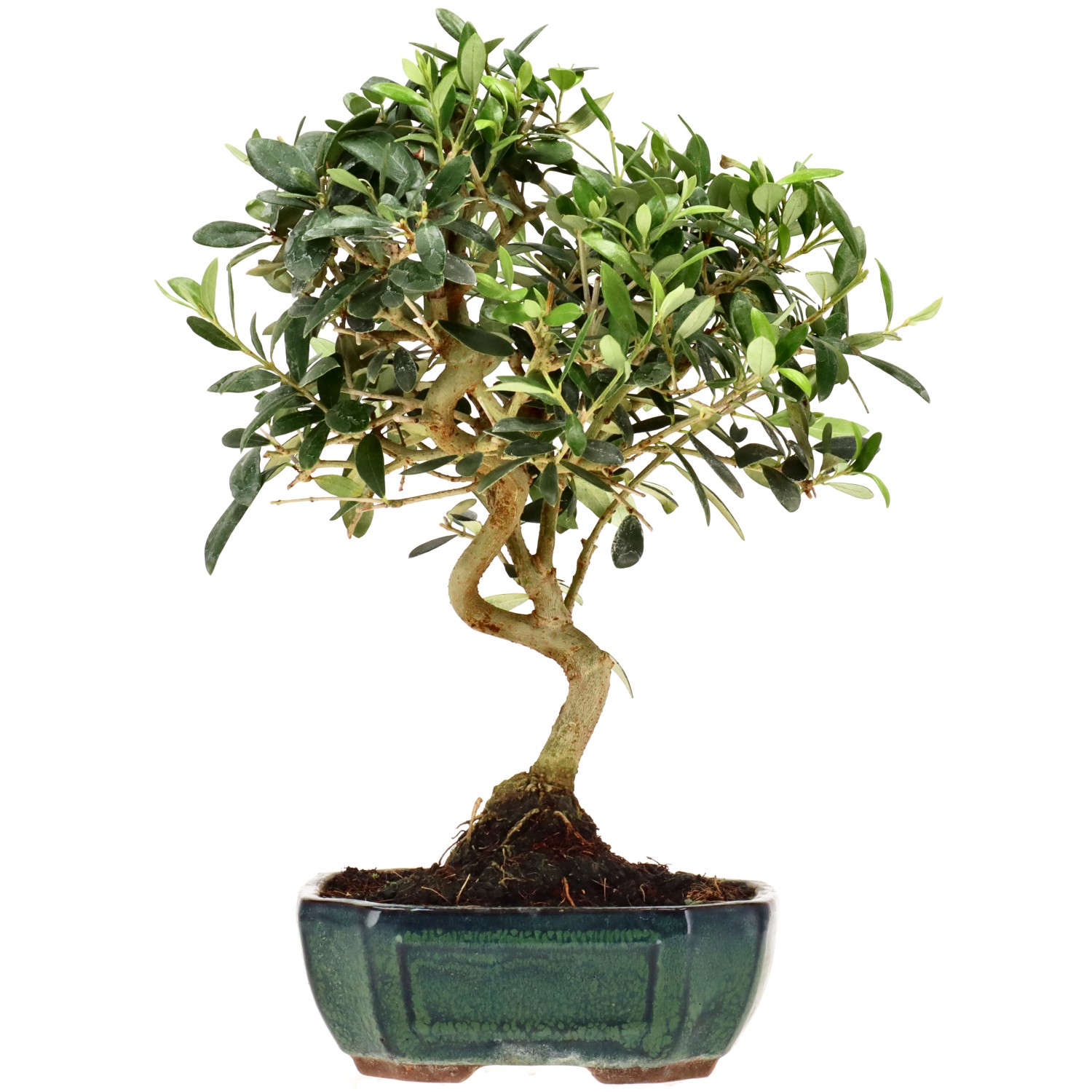 Olive, ca. 10 J. (32 cm)
