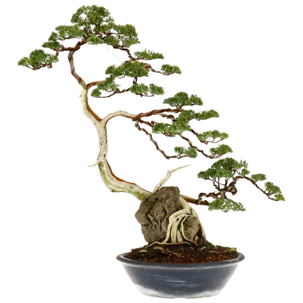 Chin. Wacholder, ca. 30 J. (74 cm)