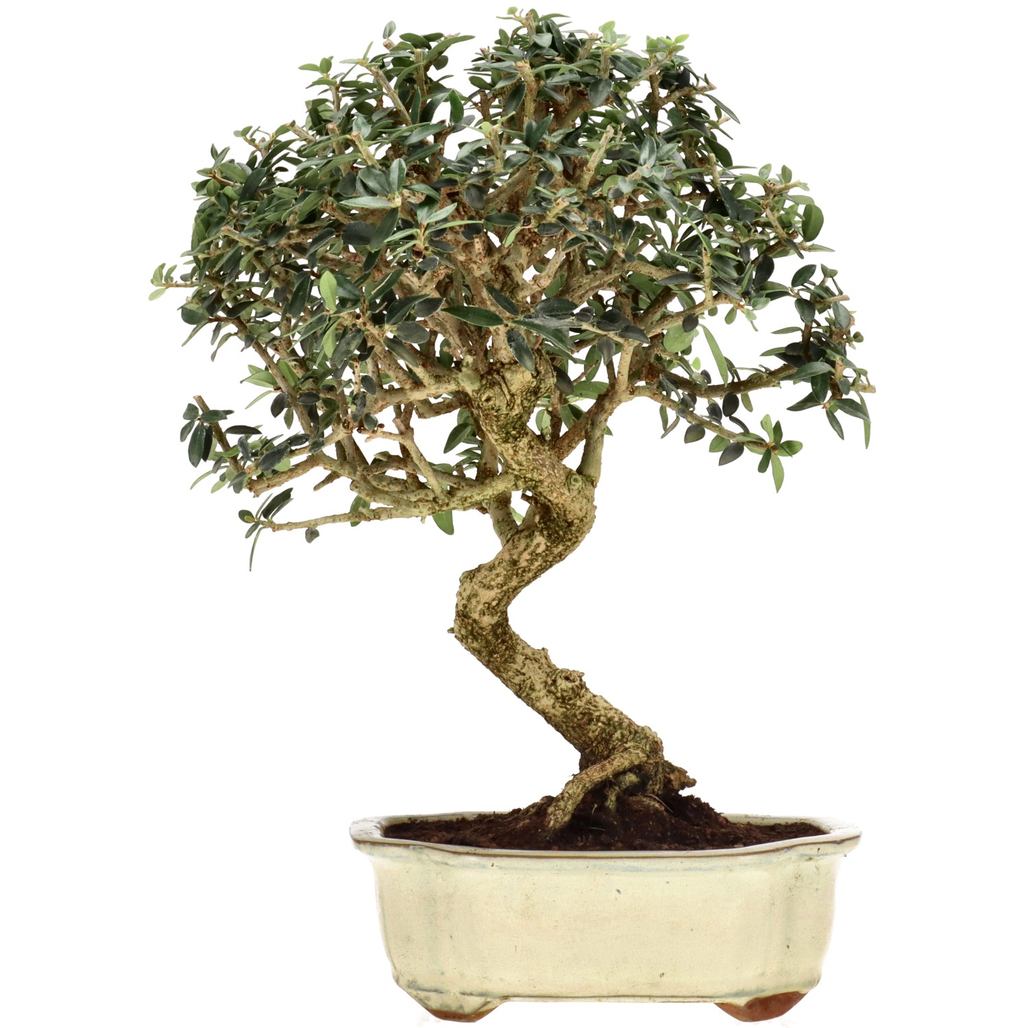 Wild olive, approx. 10 y. (33 cm)
