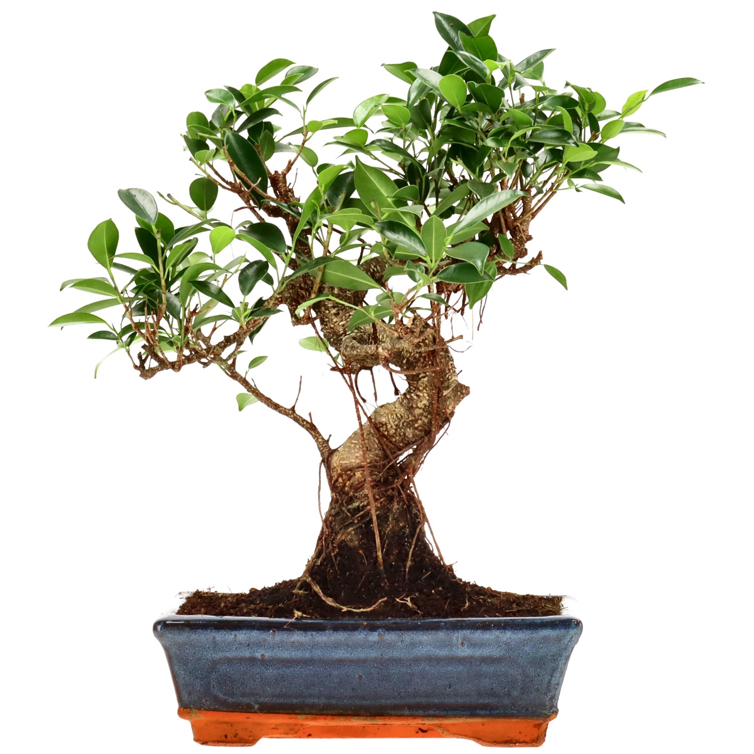 Ficus Retusa, ca. 14 anni (34 cm)