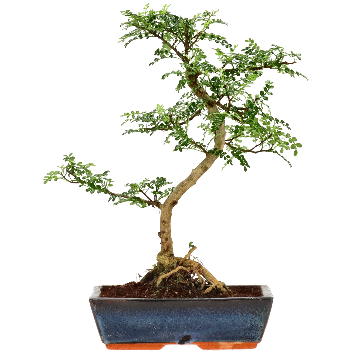 Pfefferbaum, ca. 14 J. (44 cm)