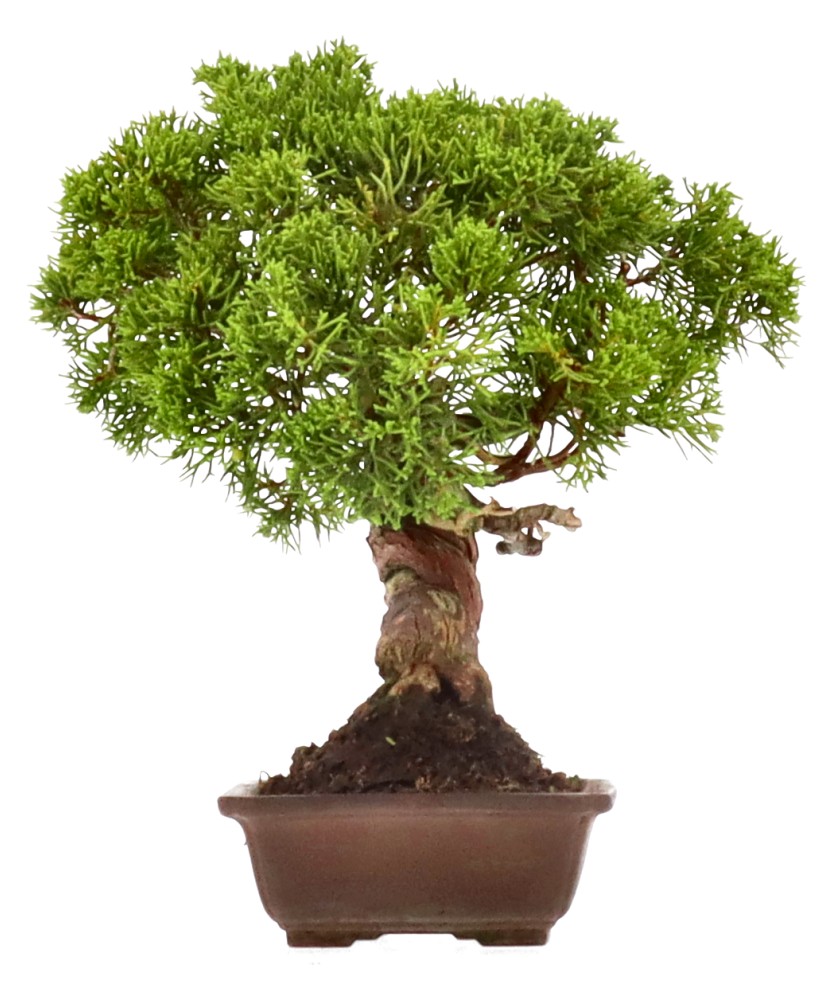 bonsai.fallbackImageTitle bonsai.fallbackImageTitle