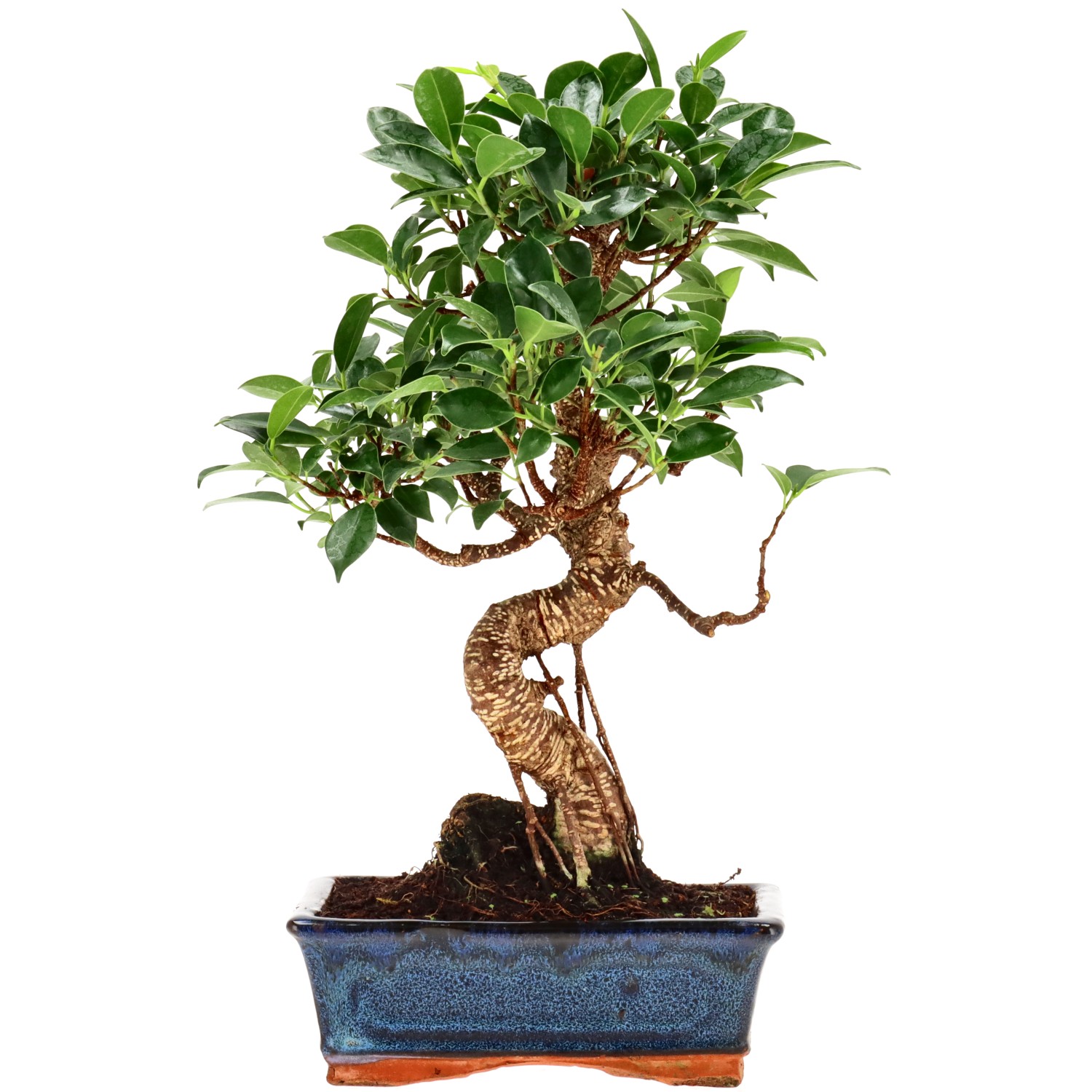 Chin. Feigenbaum (Retusa), ca. 9 J. (31 cm)