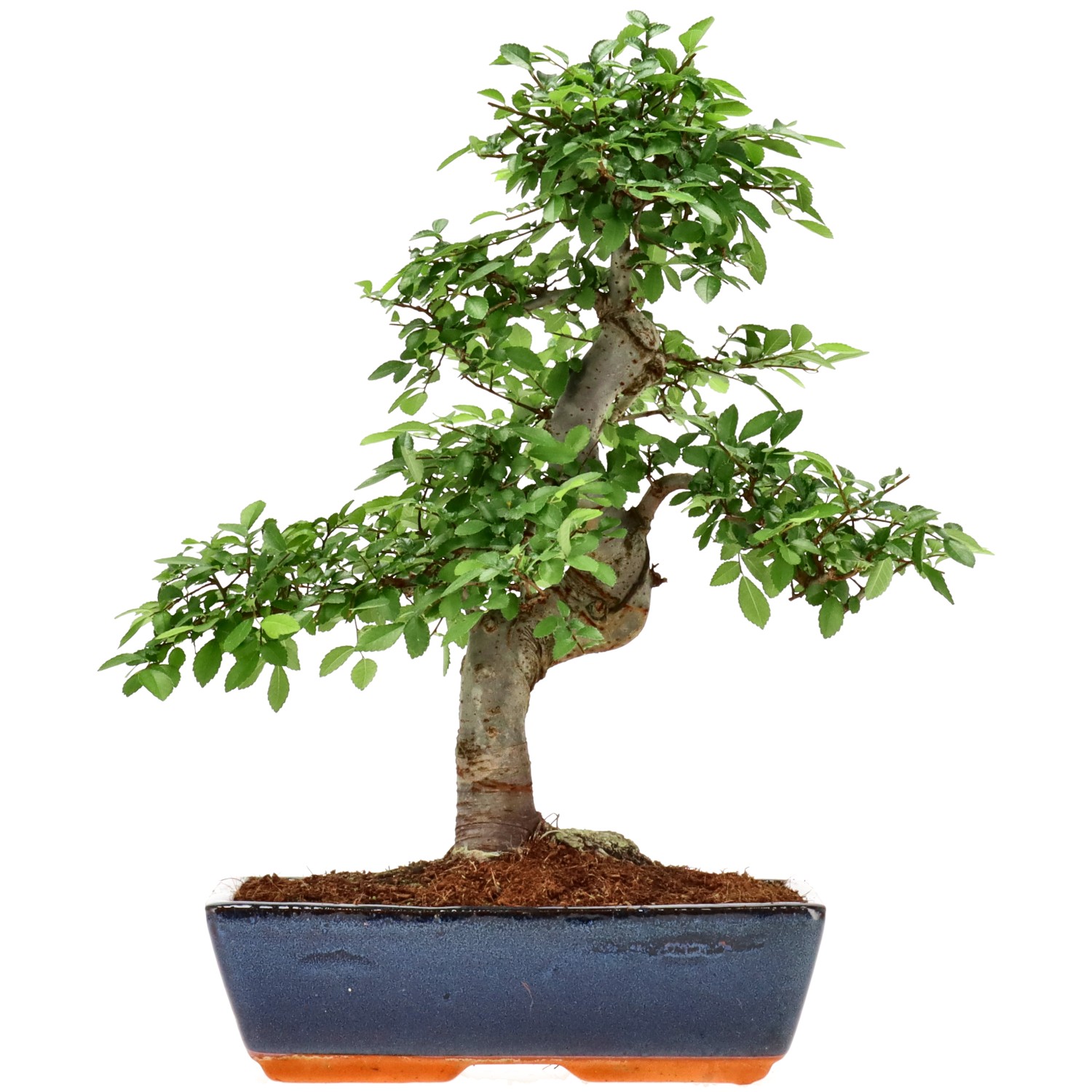 Chin. Ulme, ca. 14 J. (41 cm)